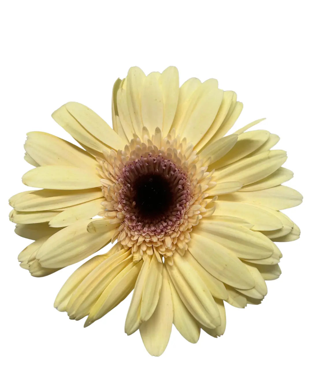 Gerbera Champagne 10 stems