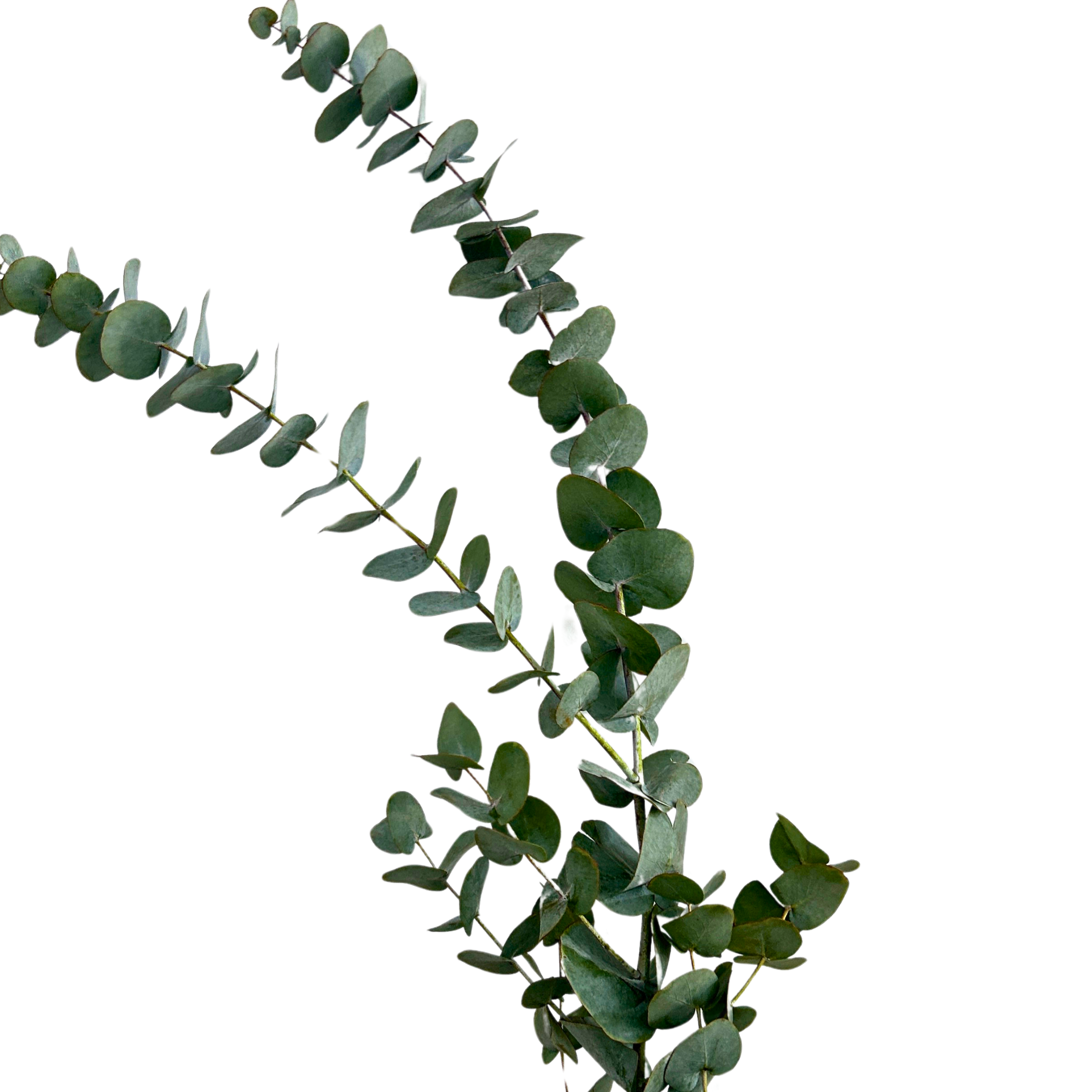 Fresh Eucalyptus Cinerea Malaysia – Wholesale & Delivery