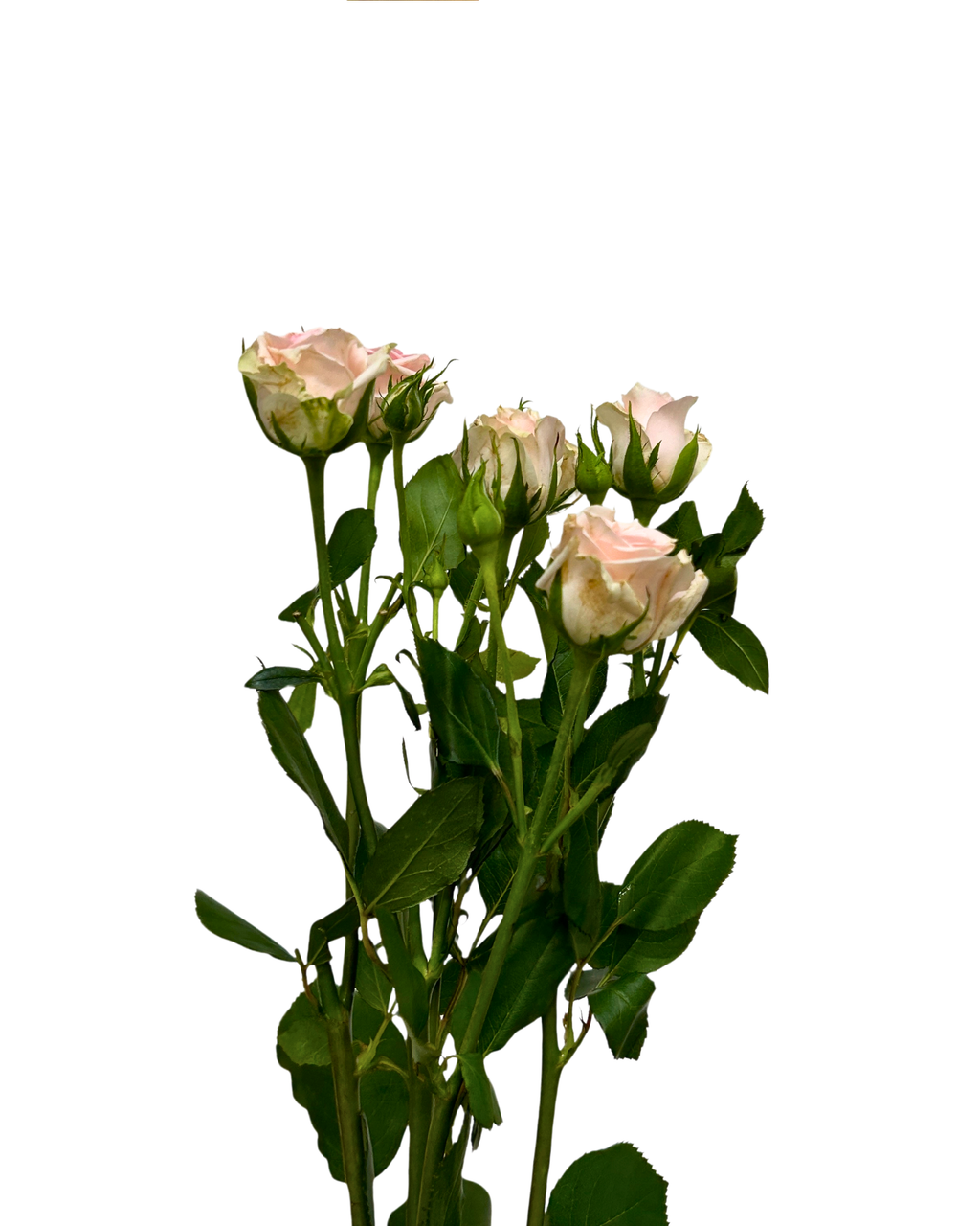 Buy Rose Spray Light Pink Baby Online Malaysia – Fresh Cut Flowers