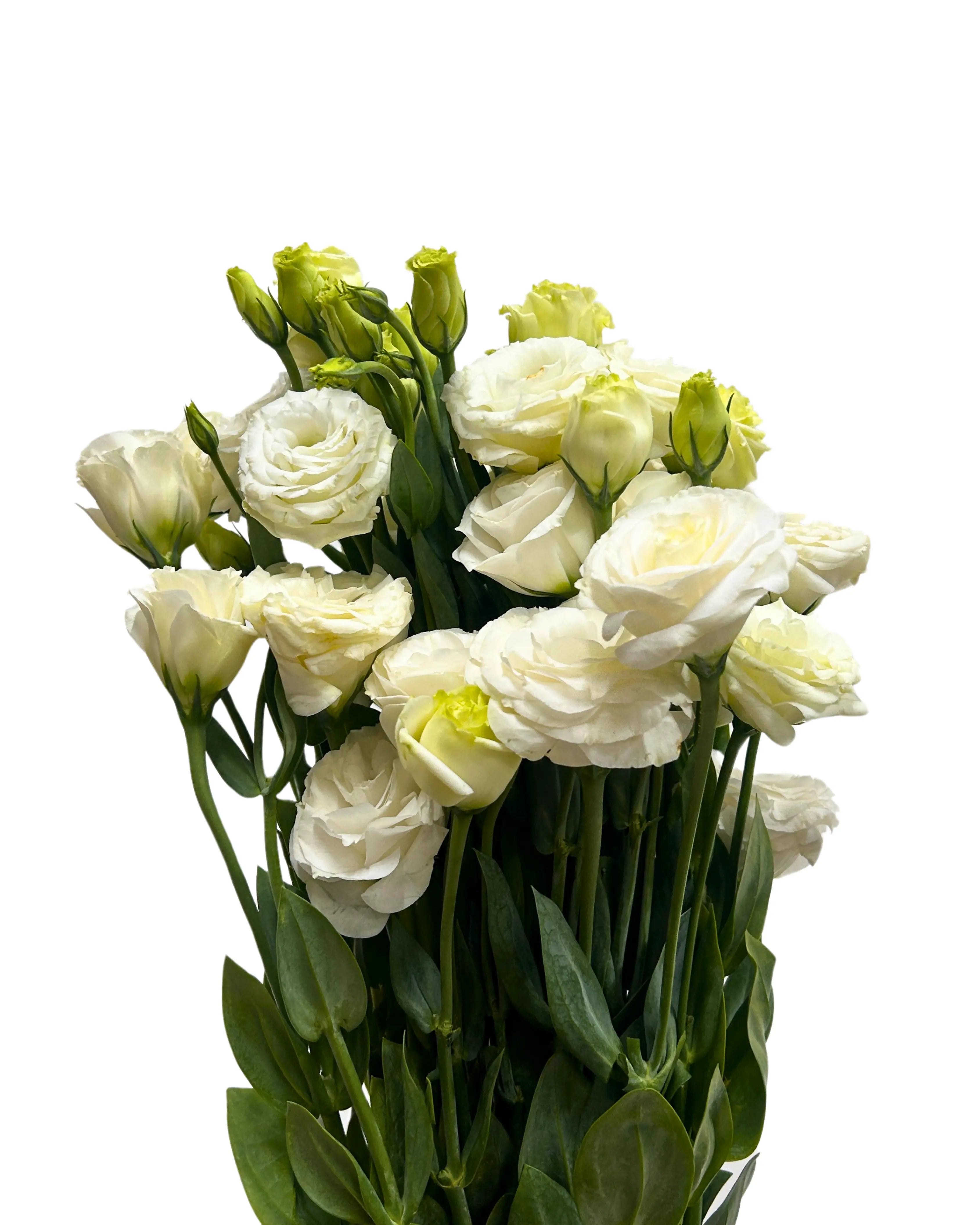 Eustoma White Bunch