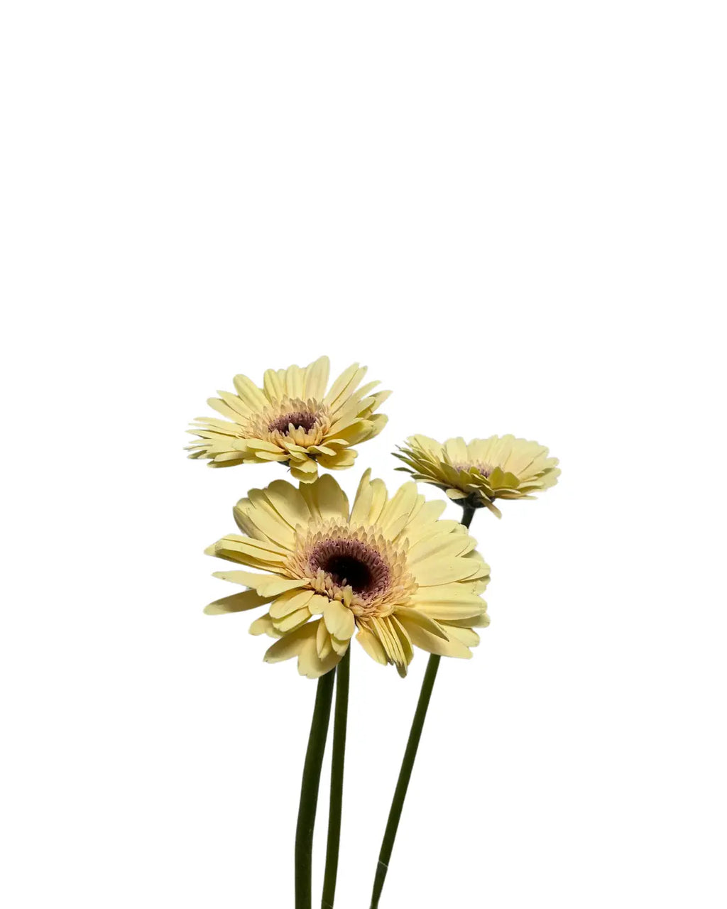 Gerbera Champagne 10 stems