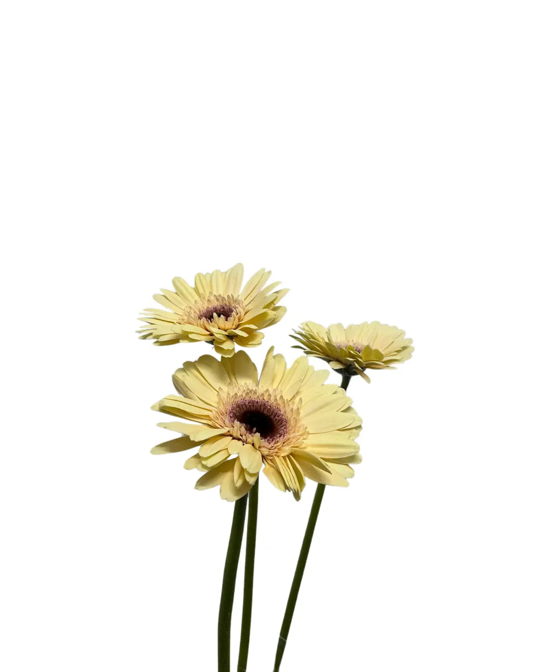 Gerbera Champagne 10 stems