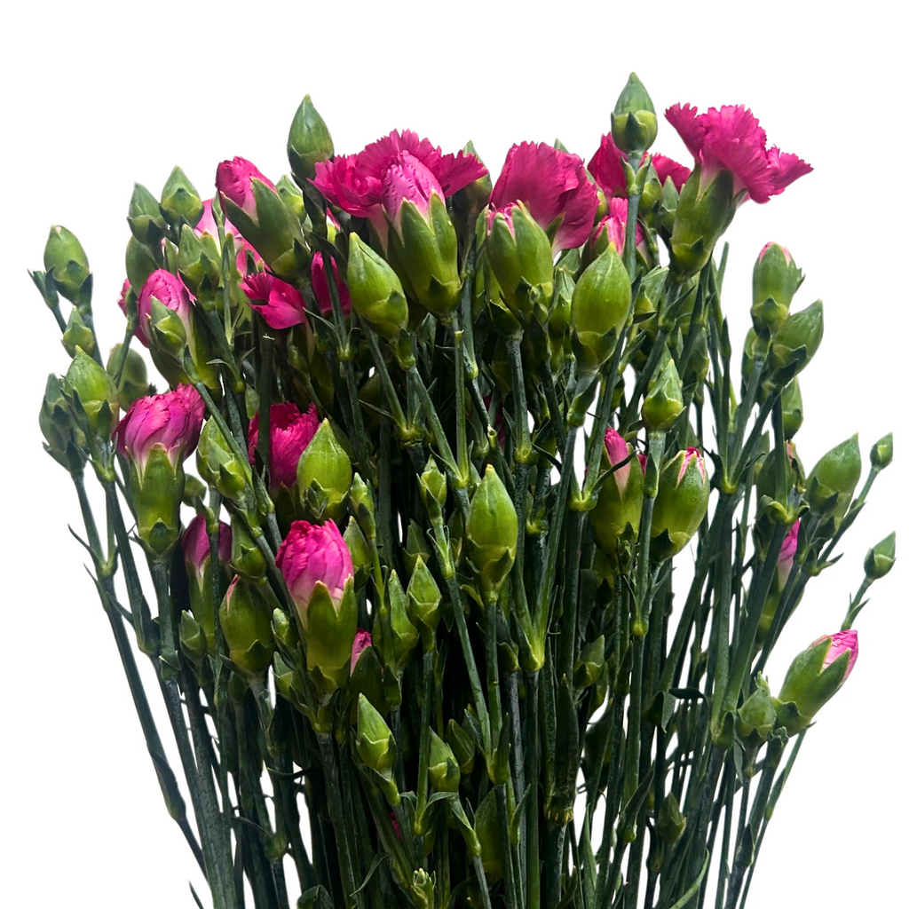 Carnation Spray Hot Cherry 20 Stems