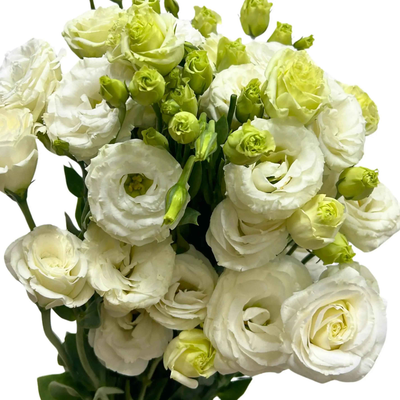 Eustoma White