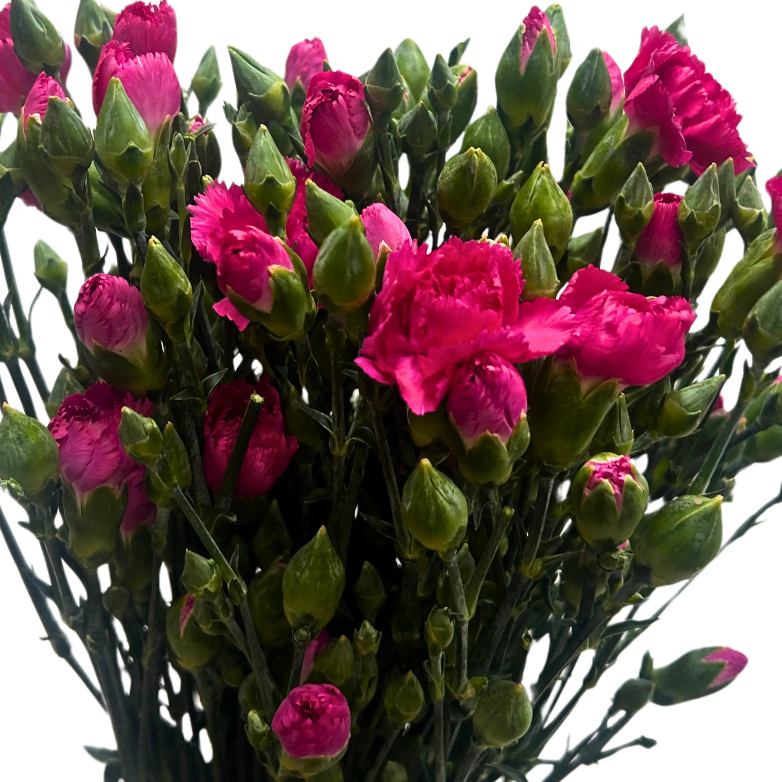 Carnation Spray Hot Cherry 20 Stems