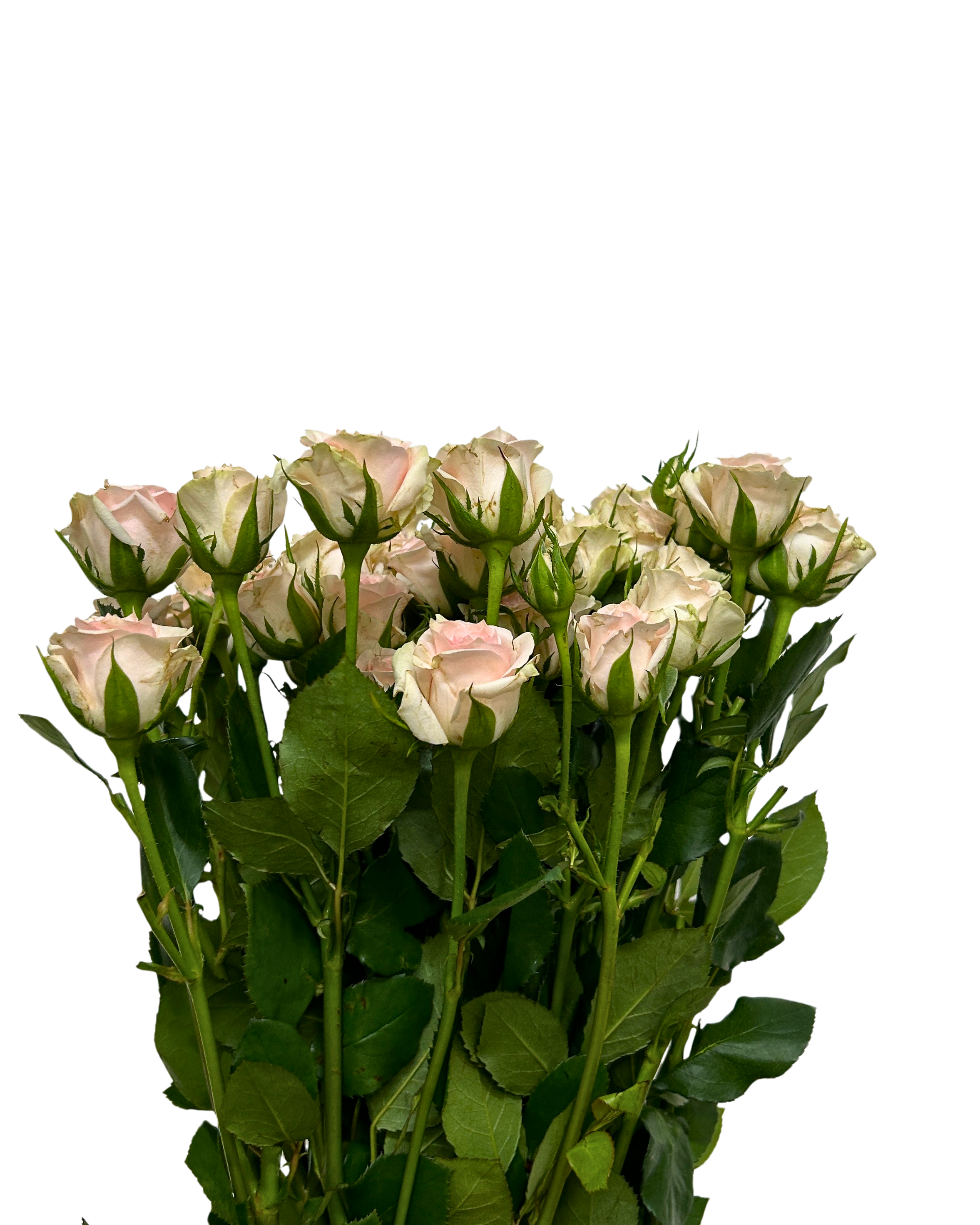 Rose Spray Light Pink Baby for Florists Malaysia – Wholesale Flower Supply
