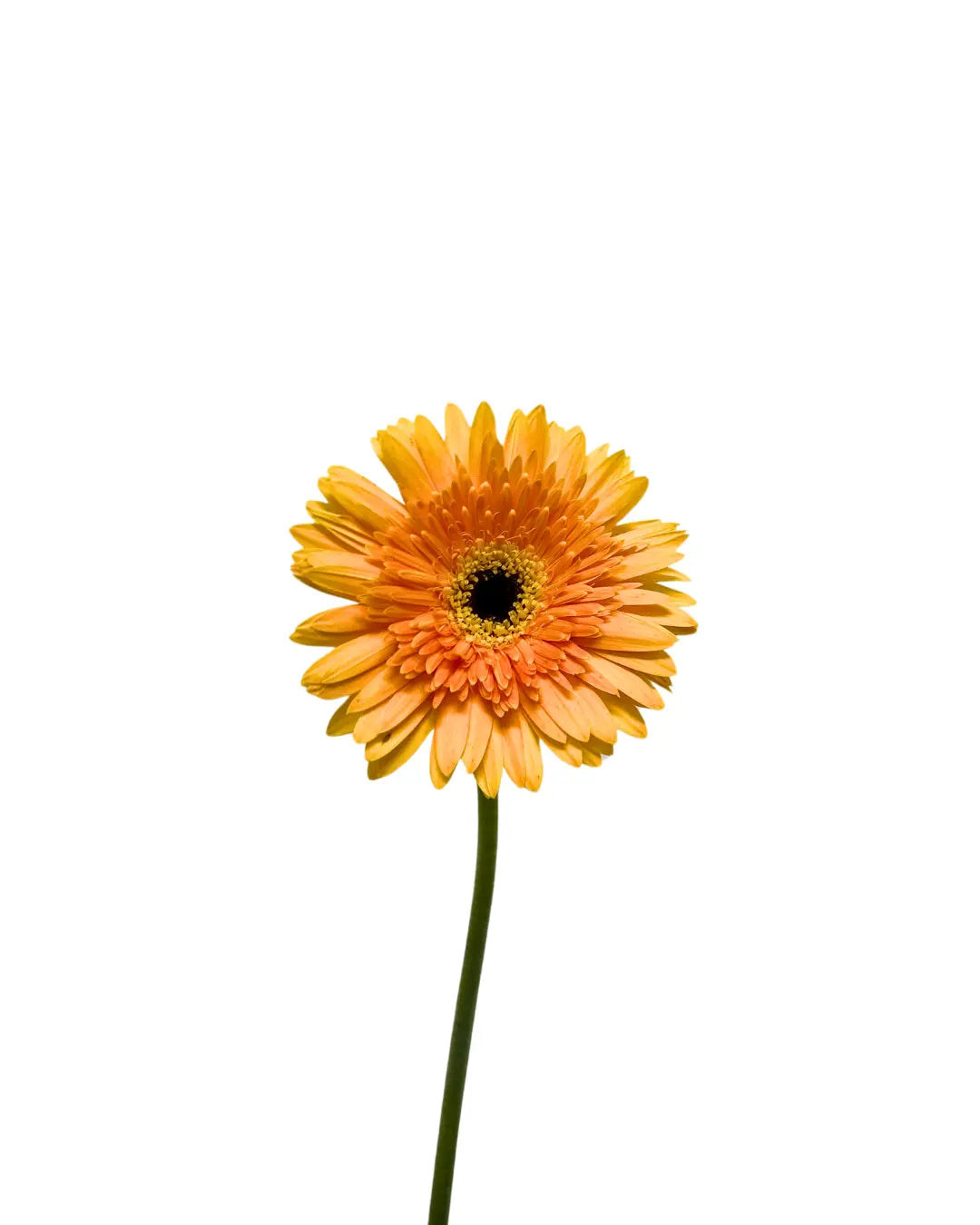 Gerbera Tone Orange 10 stems