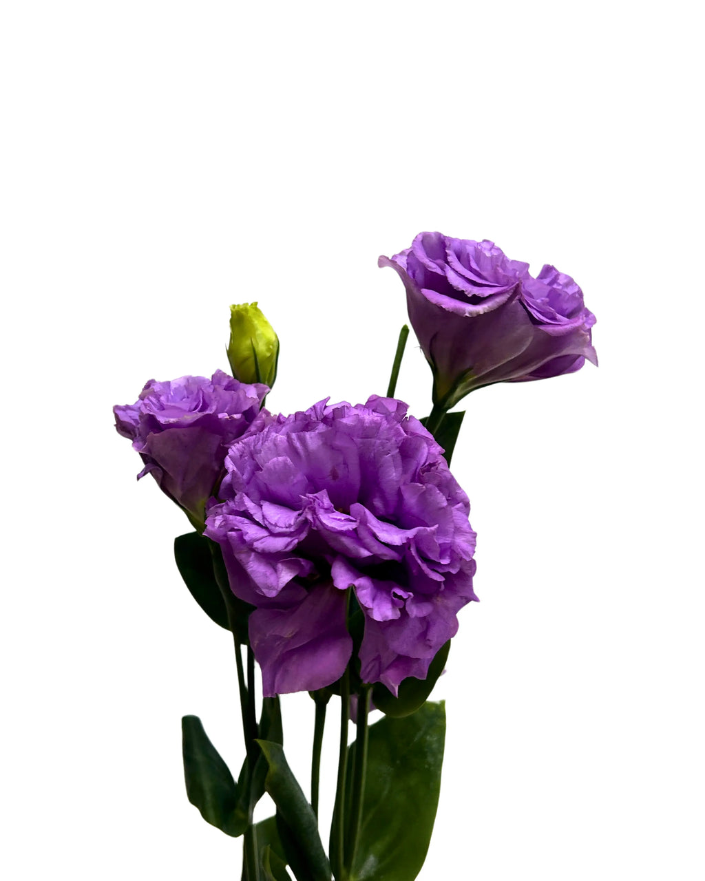 Eustoma Wave Light Purple Bunch