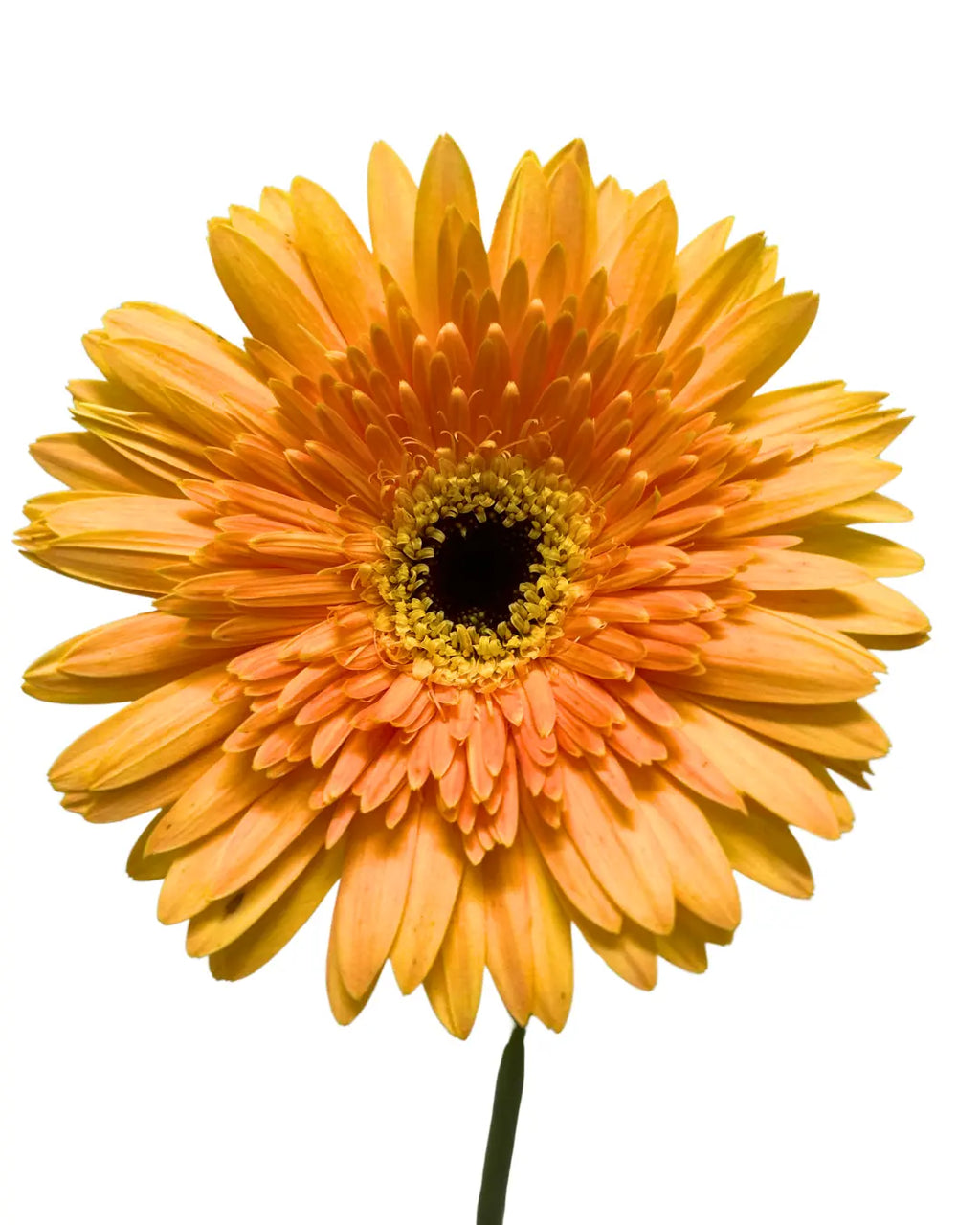 Gerbera Tone Orange 10 stems