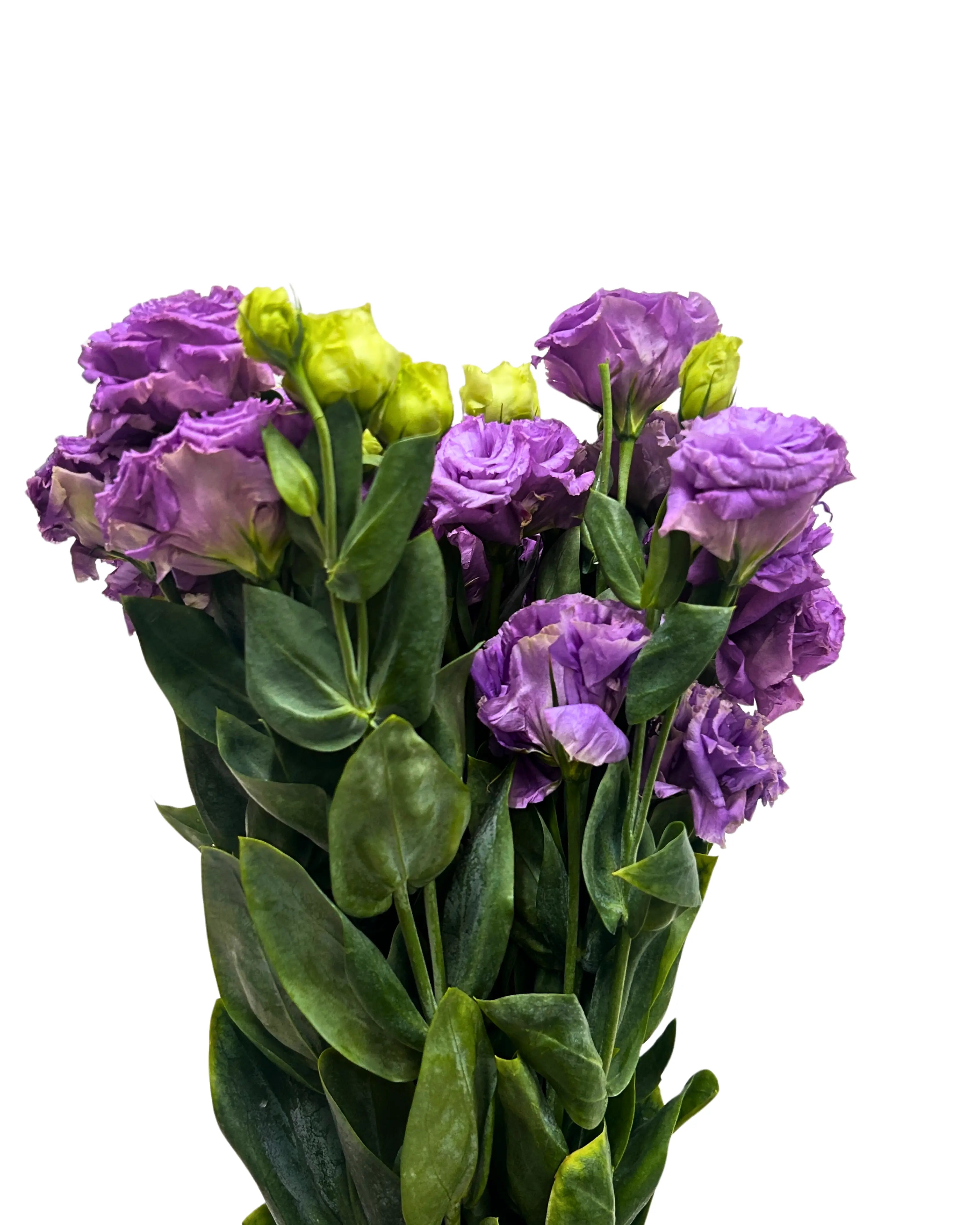 Eustoma Wave Light Purple Bunch