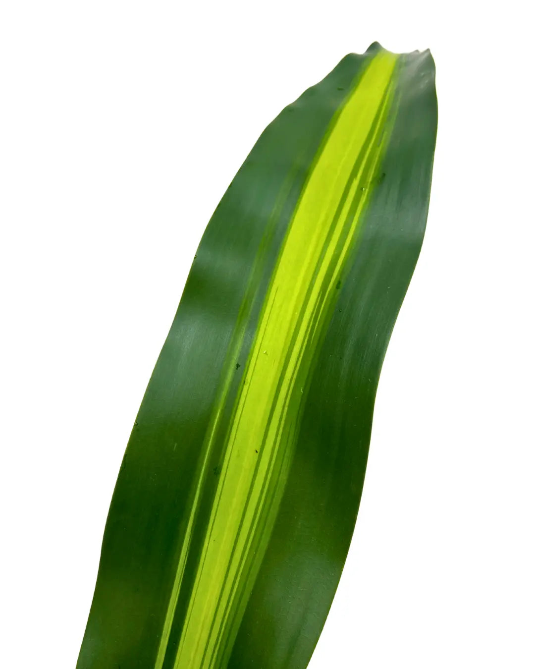 iron leaf
