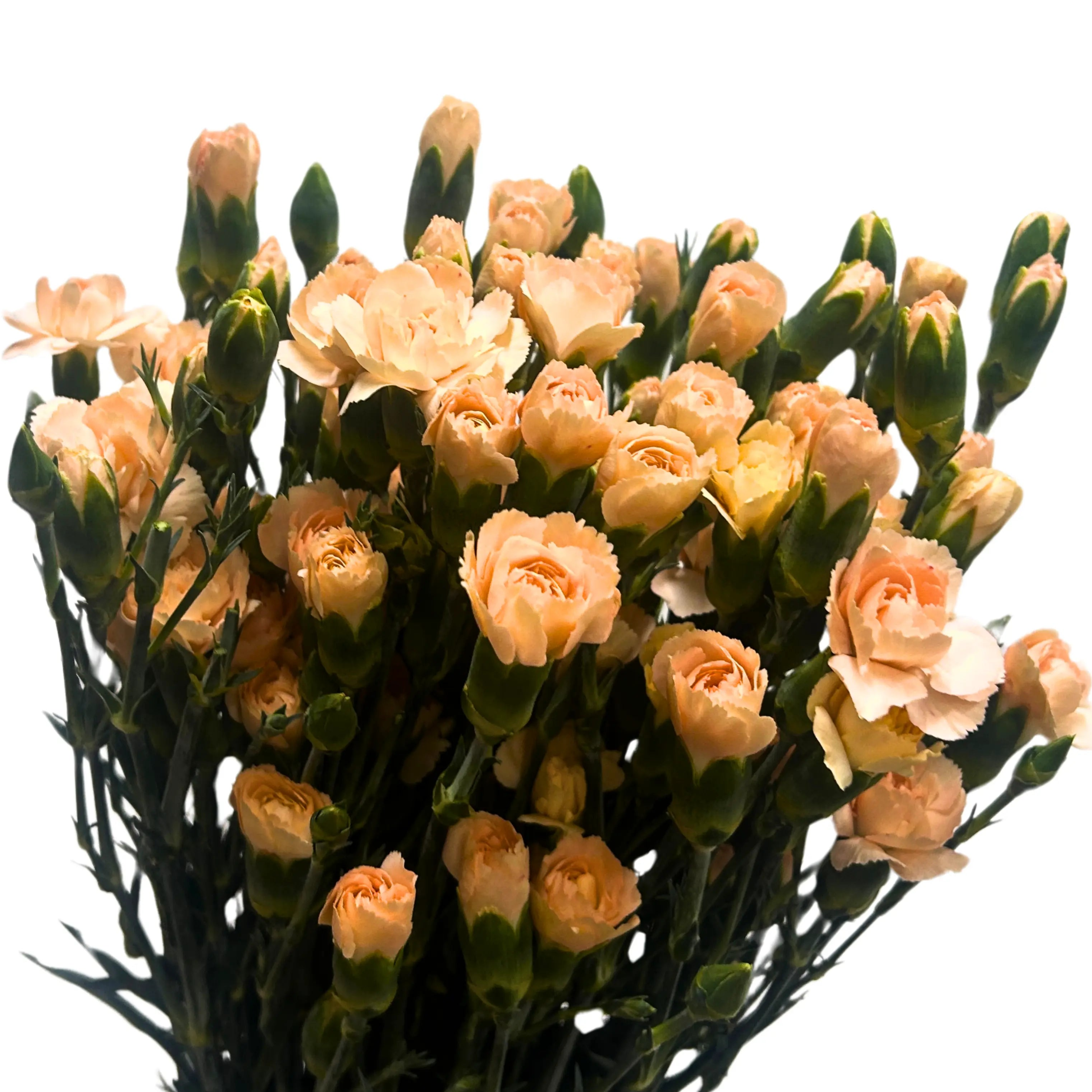 Carnation Spray Champagne 20 Stems