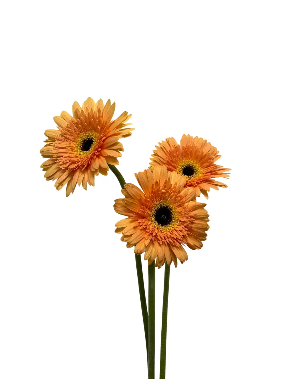 Gerbera Tone Orange 10 stems