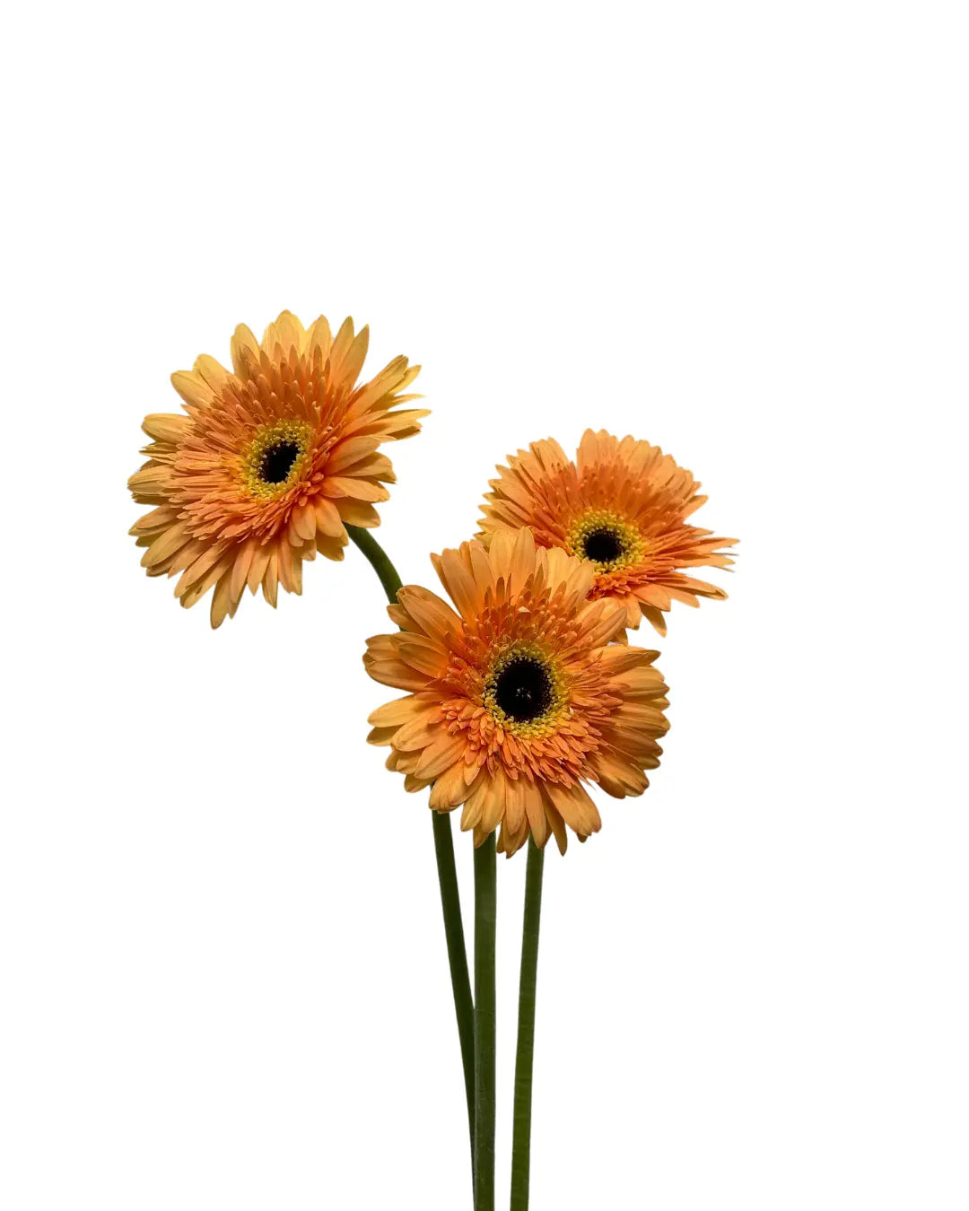 Gerbera Tone Orange 10 stems