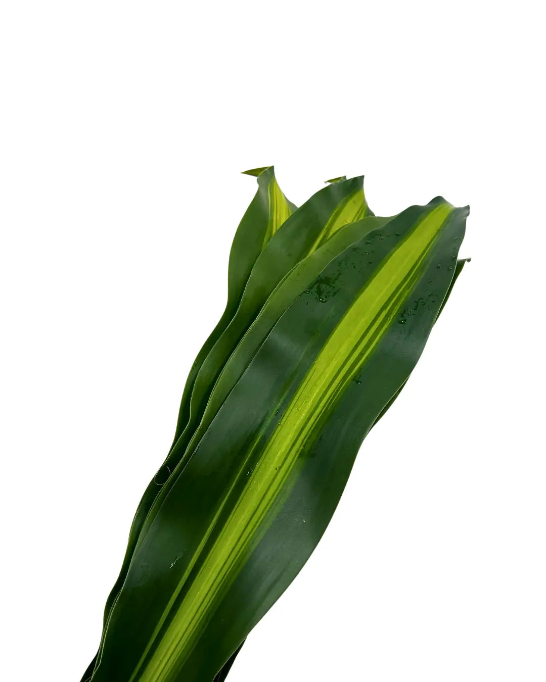 iron leaf