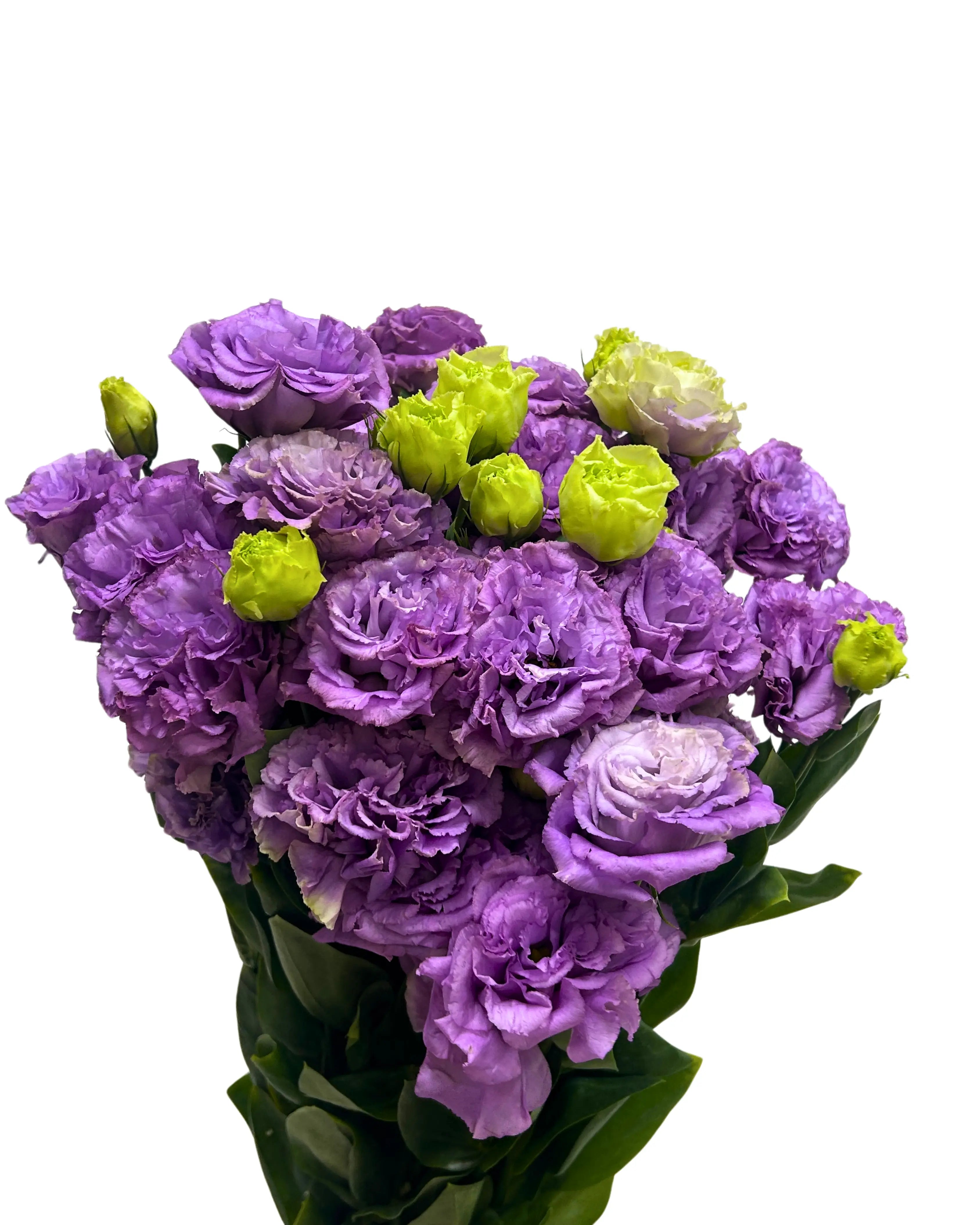 Eustoma Wave Light Purple Bunch