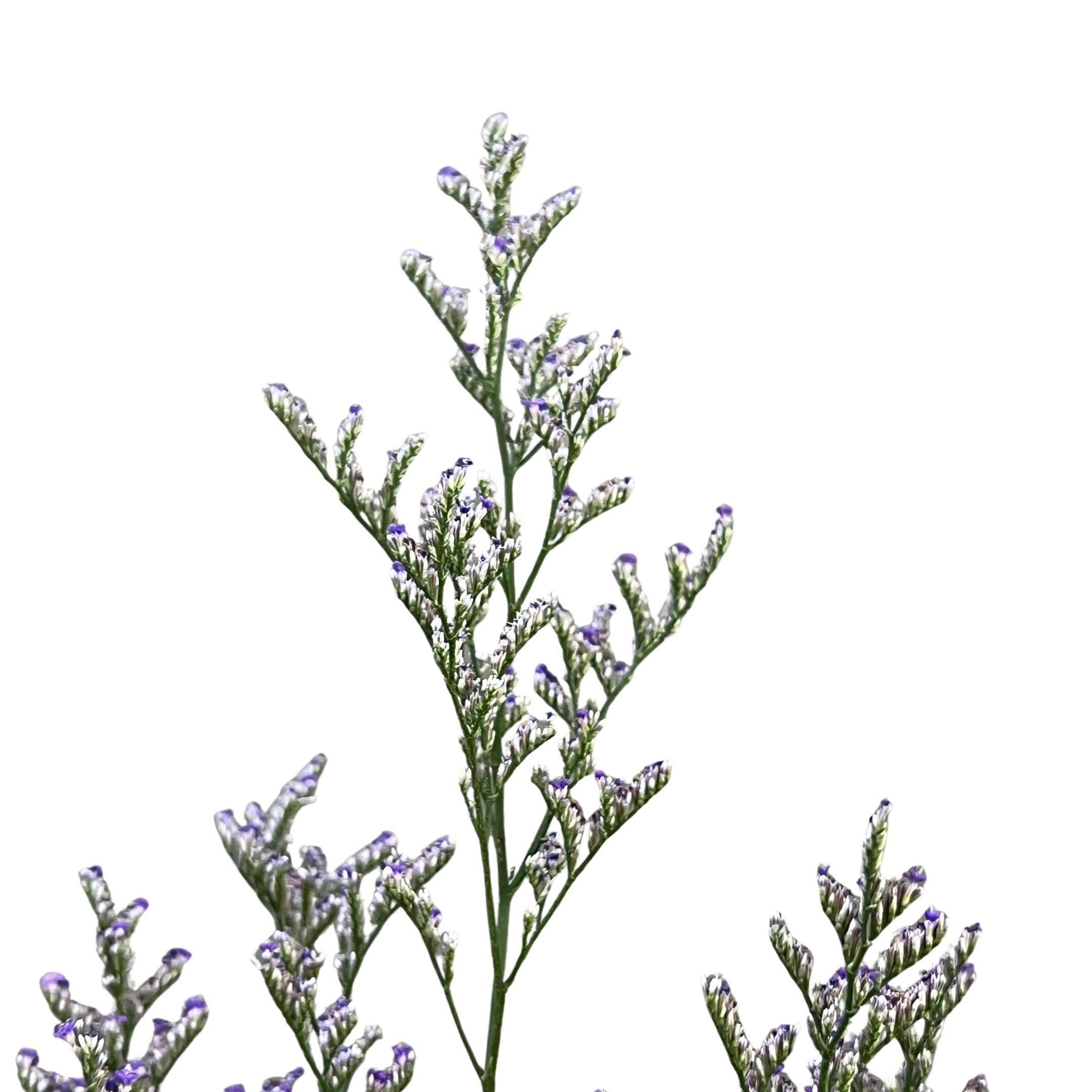 Caspia Purple - Century Flower