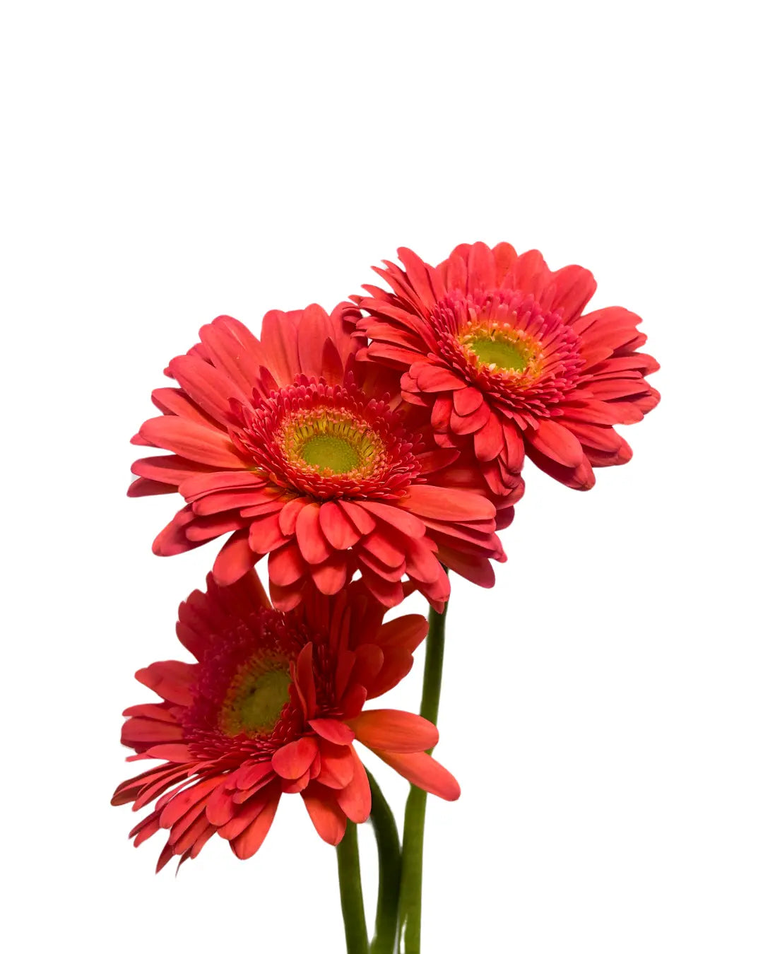 Gerbera Pink Green Heart 10 stems