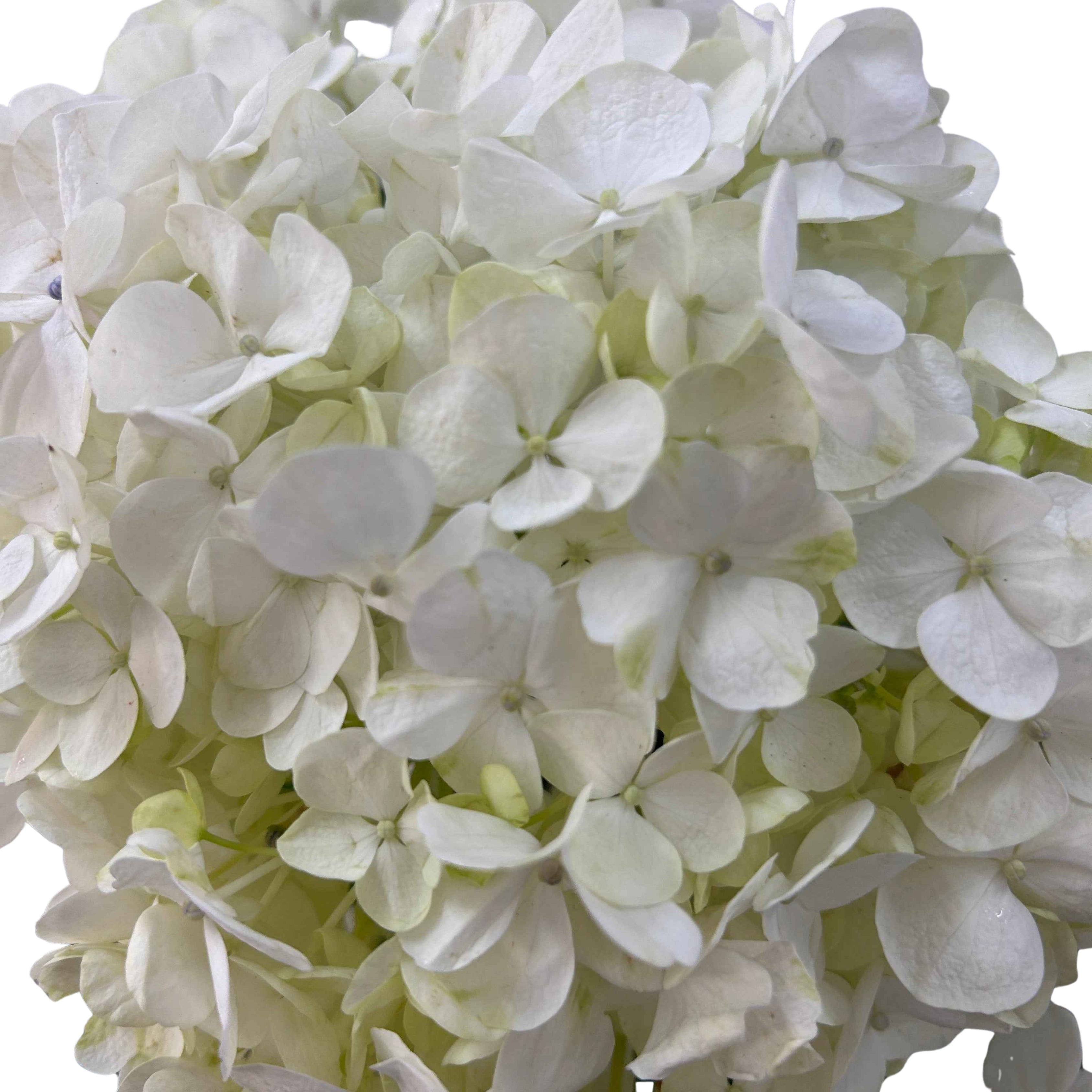 Hydrangea White - Century Flower