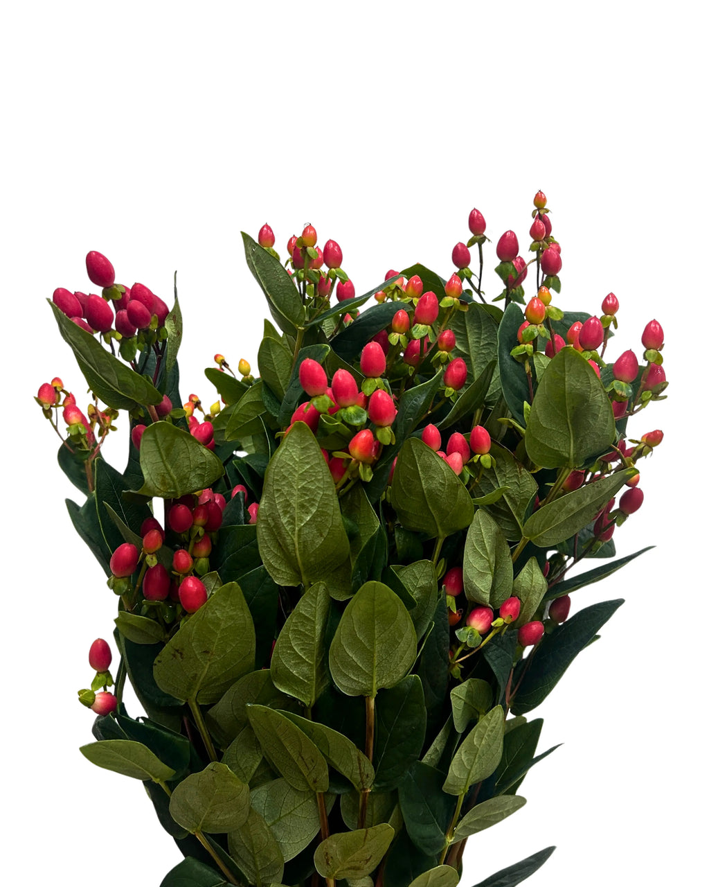 Berry Red Bunch