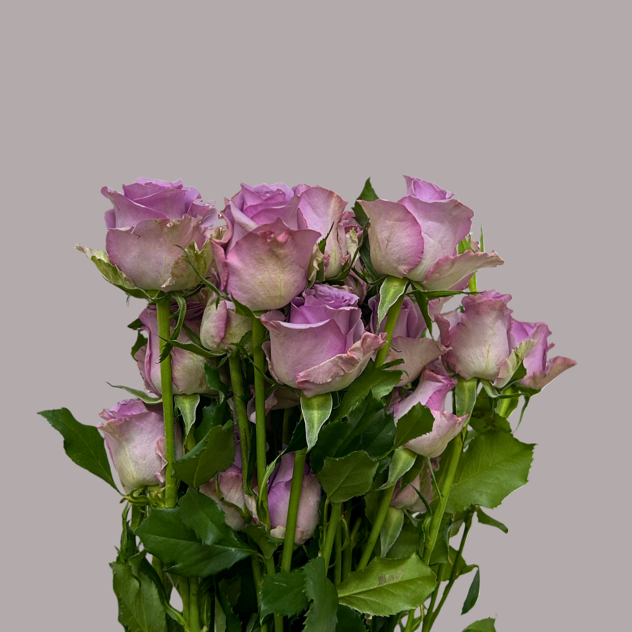 Buy Rose Spray Purple Fairy Online Malaysia – Fresh Cut Flowers