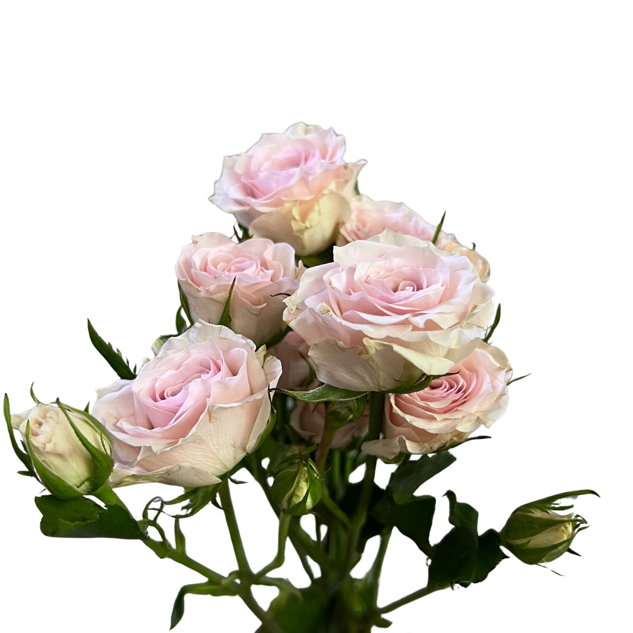 Rose Spray Light Pink Baby - Century Flower