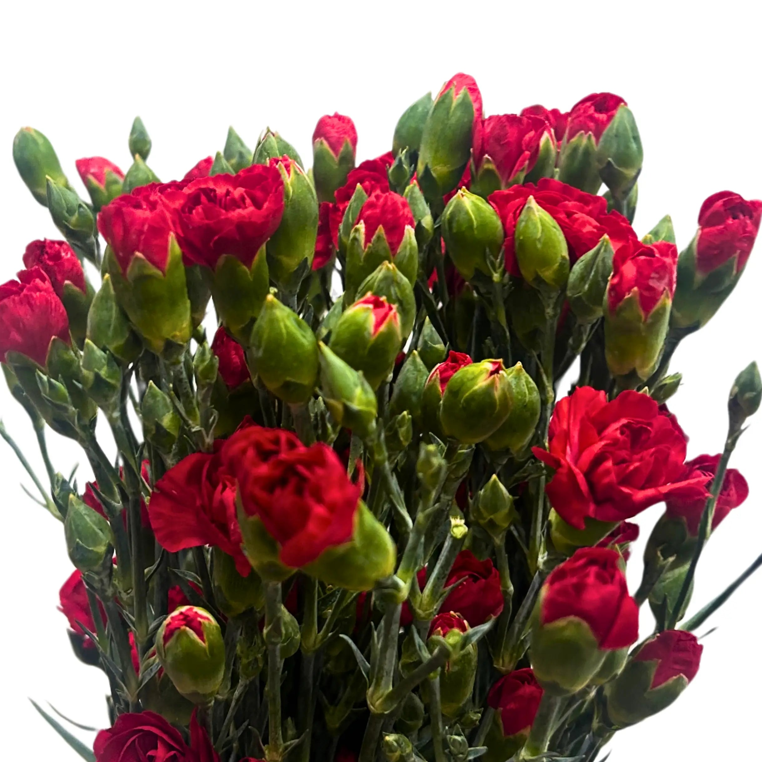 Carnation Spray Red 20 Stems