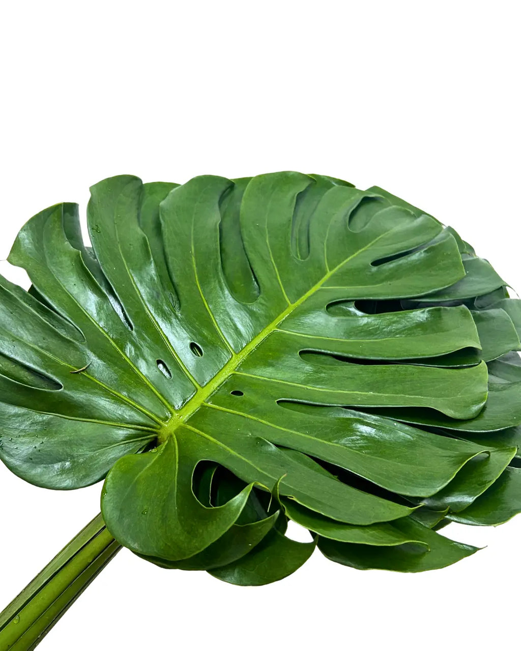 monstera