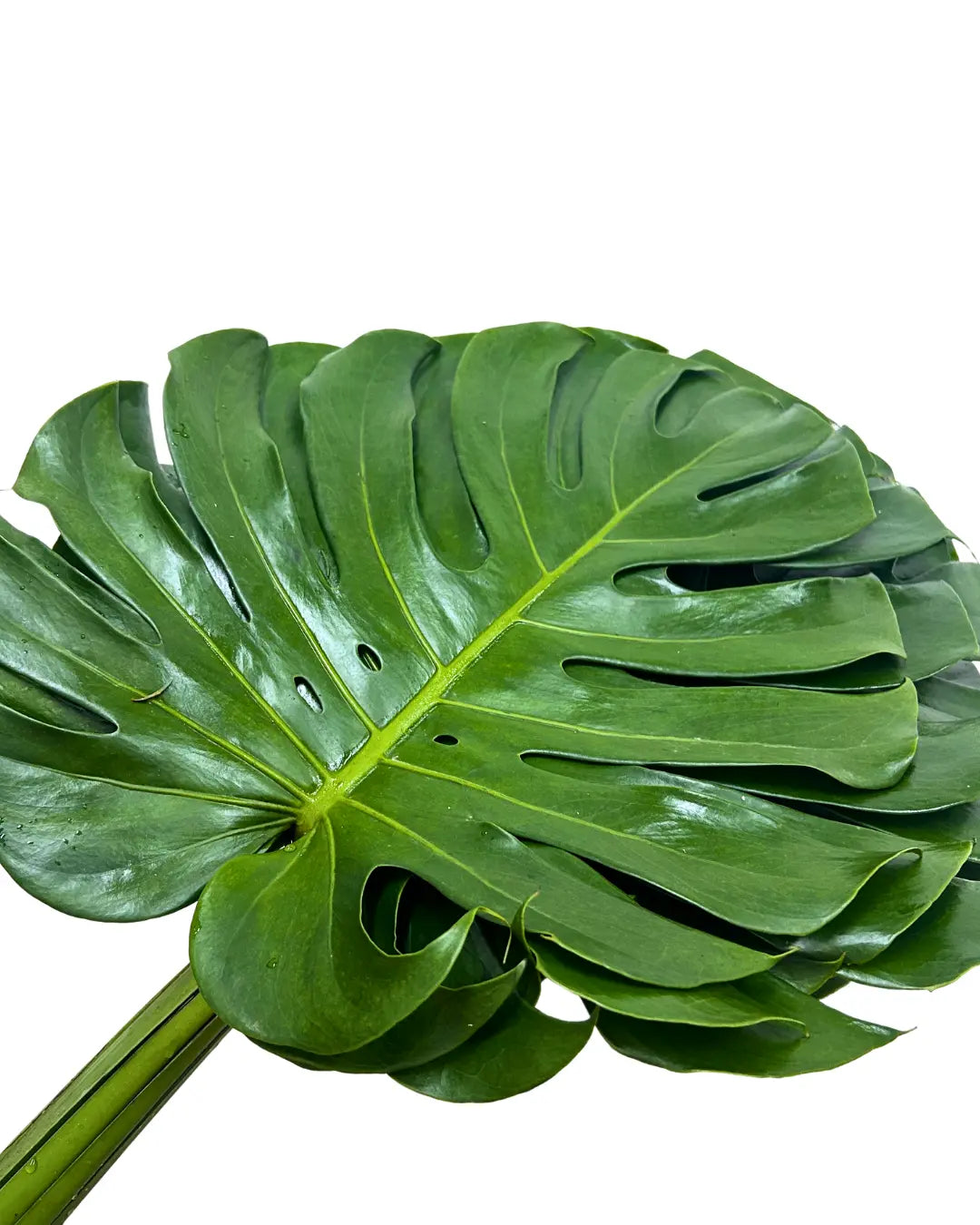 monstera