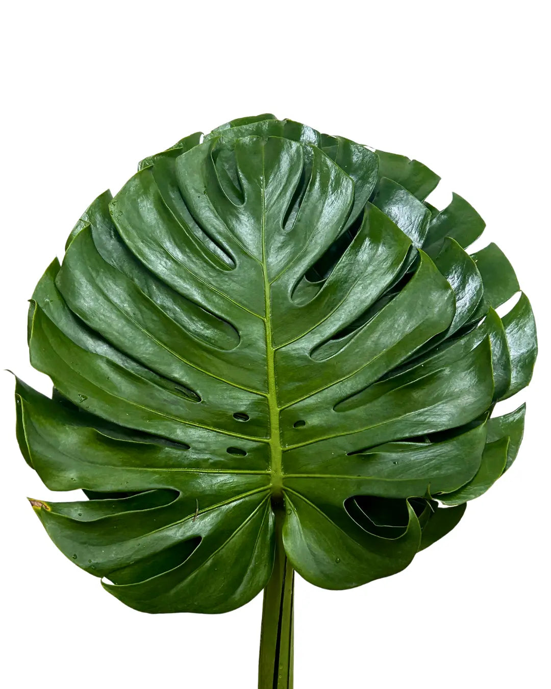 monstera