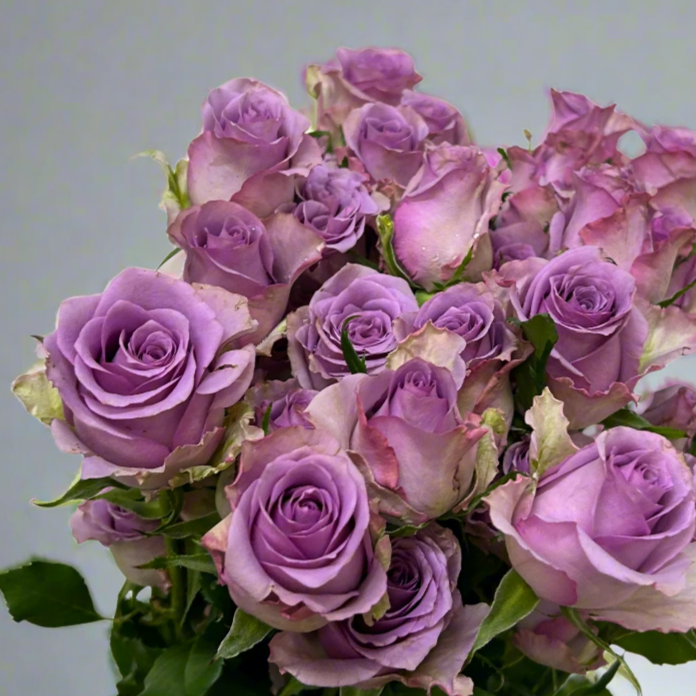 Fresh Rose Spray Purple Fairy Malaysia – Wholesale & Delivery