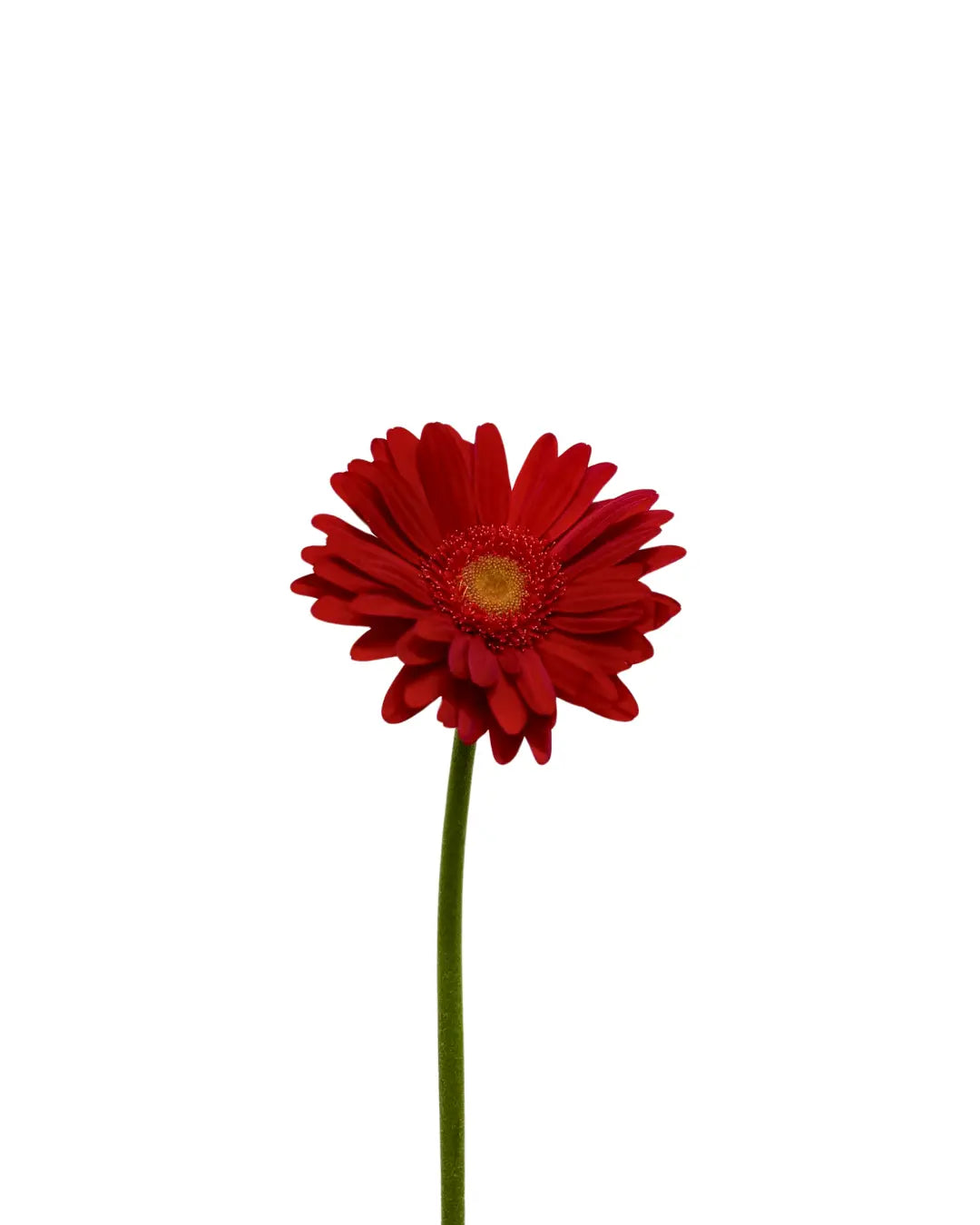 Gerbera Red Green Heart 10 stems