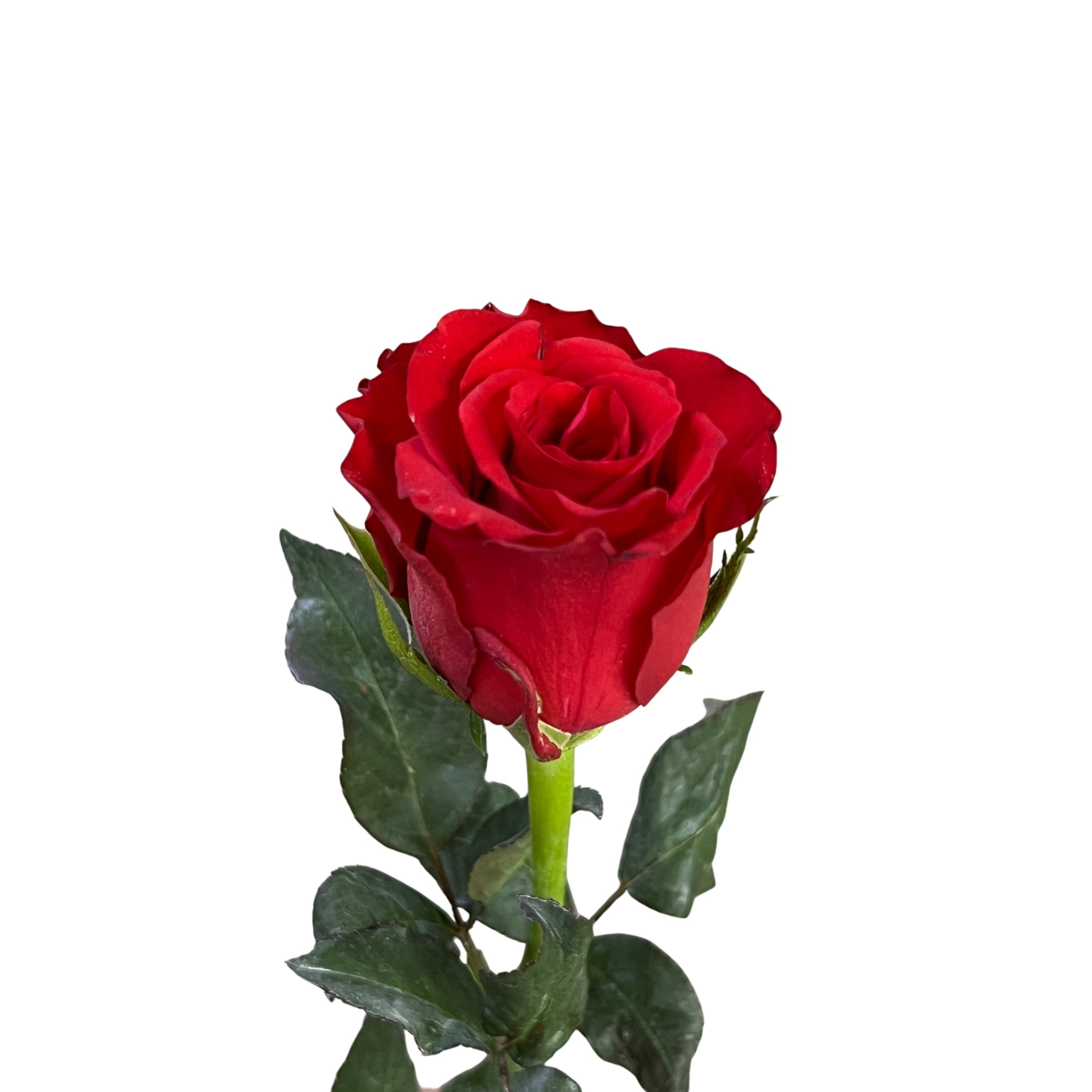 Super Rose Red - Century Flower