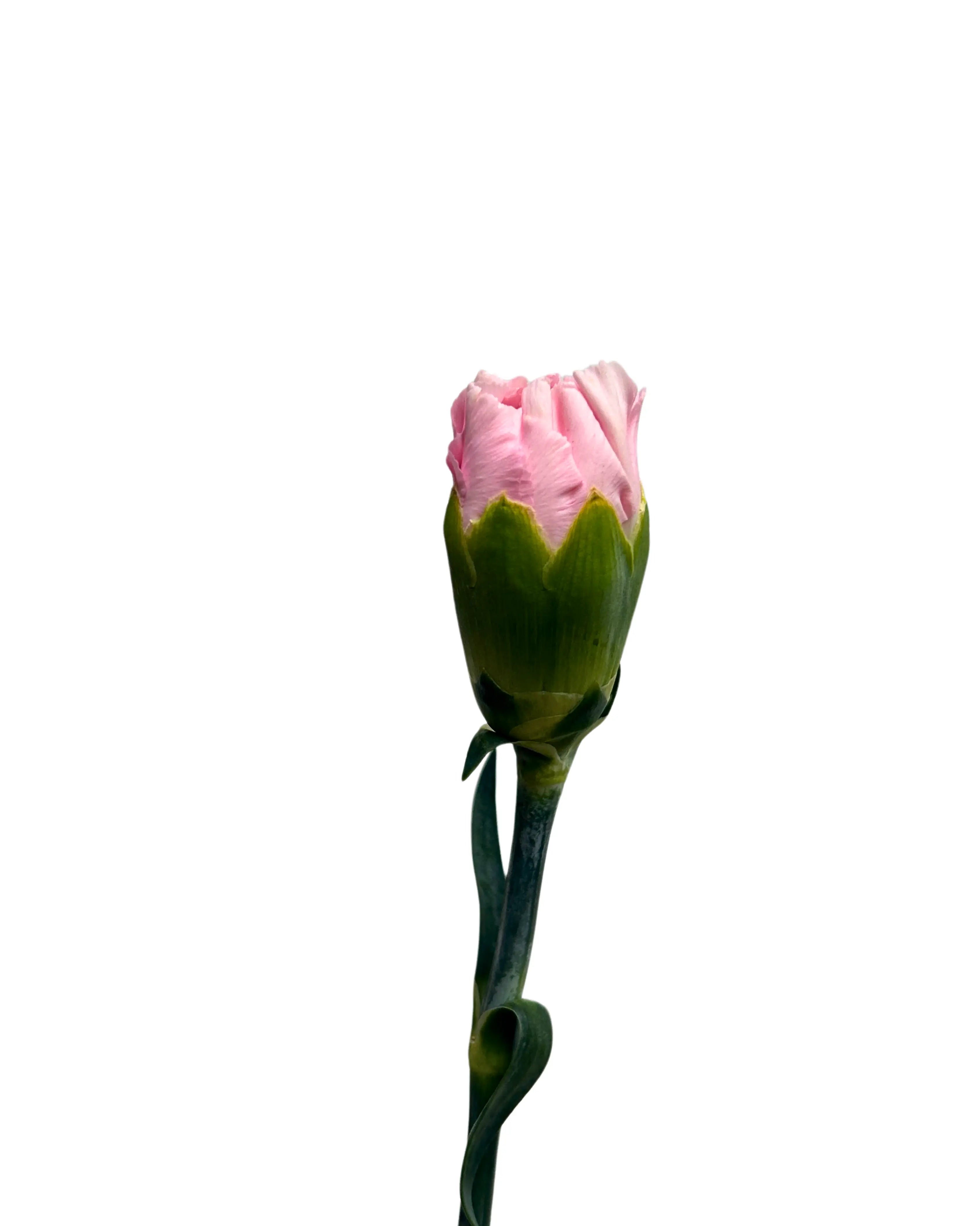 Carnation Soft Pink 10 Stems