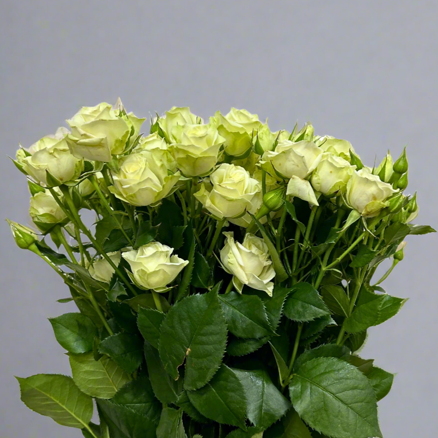 Buy Rose Spray Cream Starry Online Malaysia – Fresh Cut Flowers