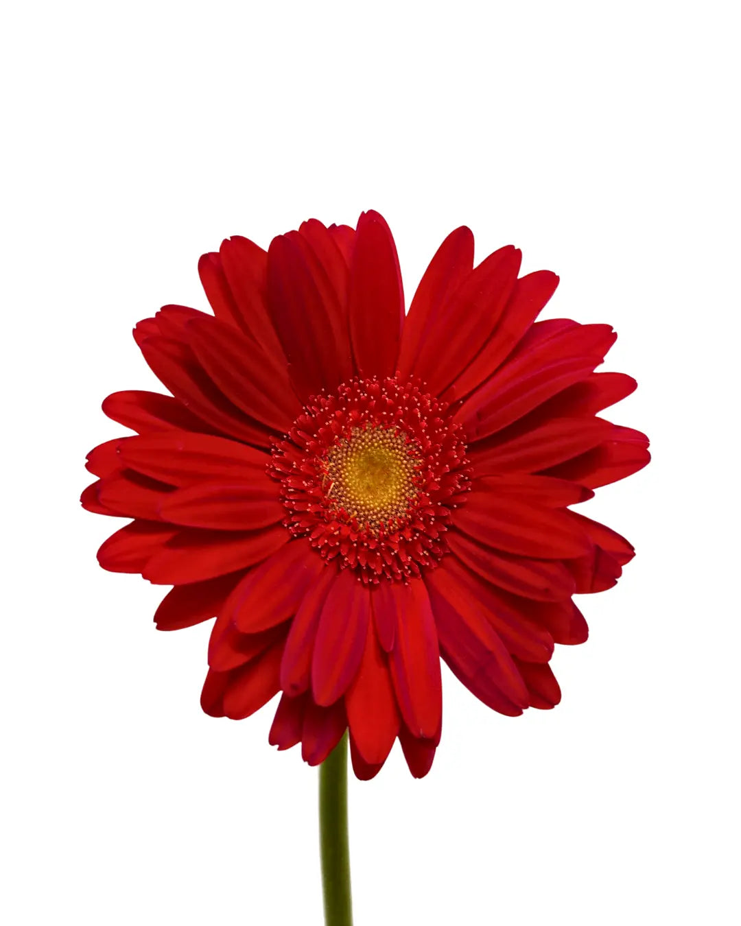 Gerbera Red Green Heart 10 stems