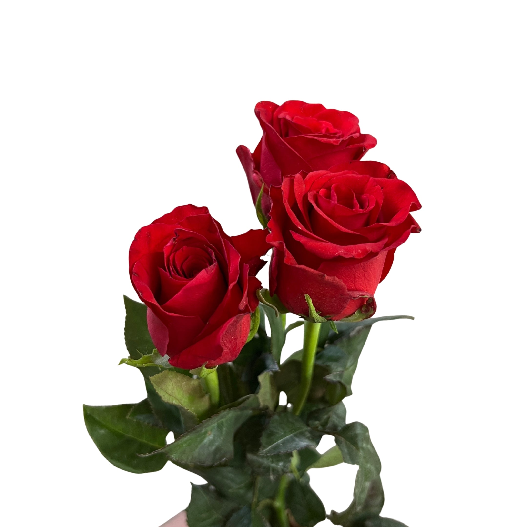 Super Rose Red - Century Flower