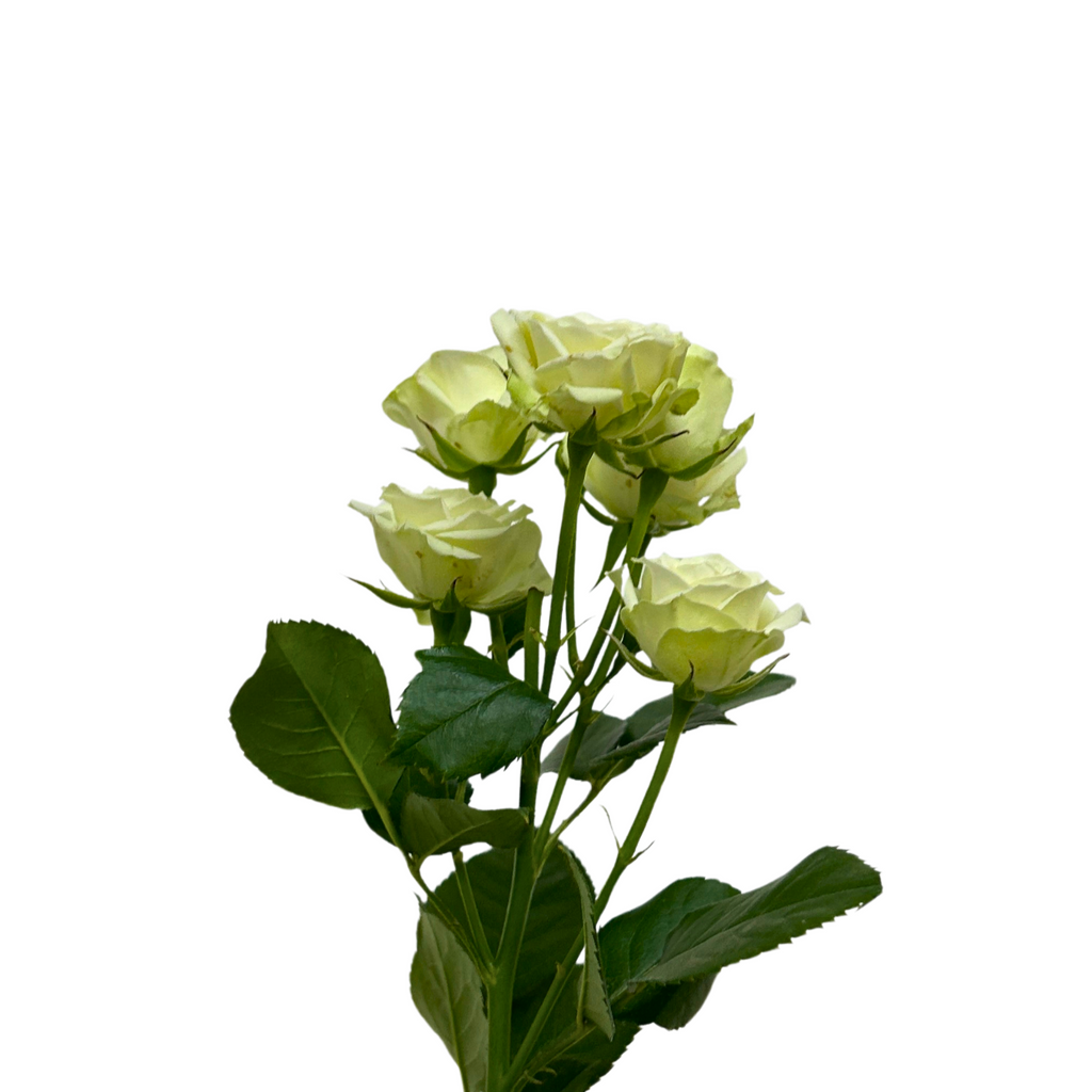 Rose Spray Cream Starry for Florists Malaysia – Wholesale Flower Supply