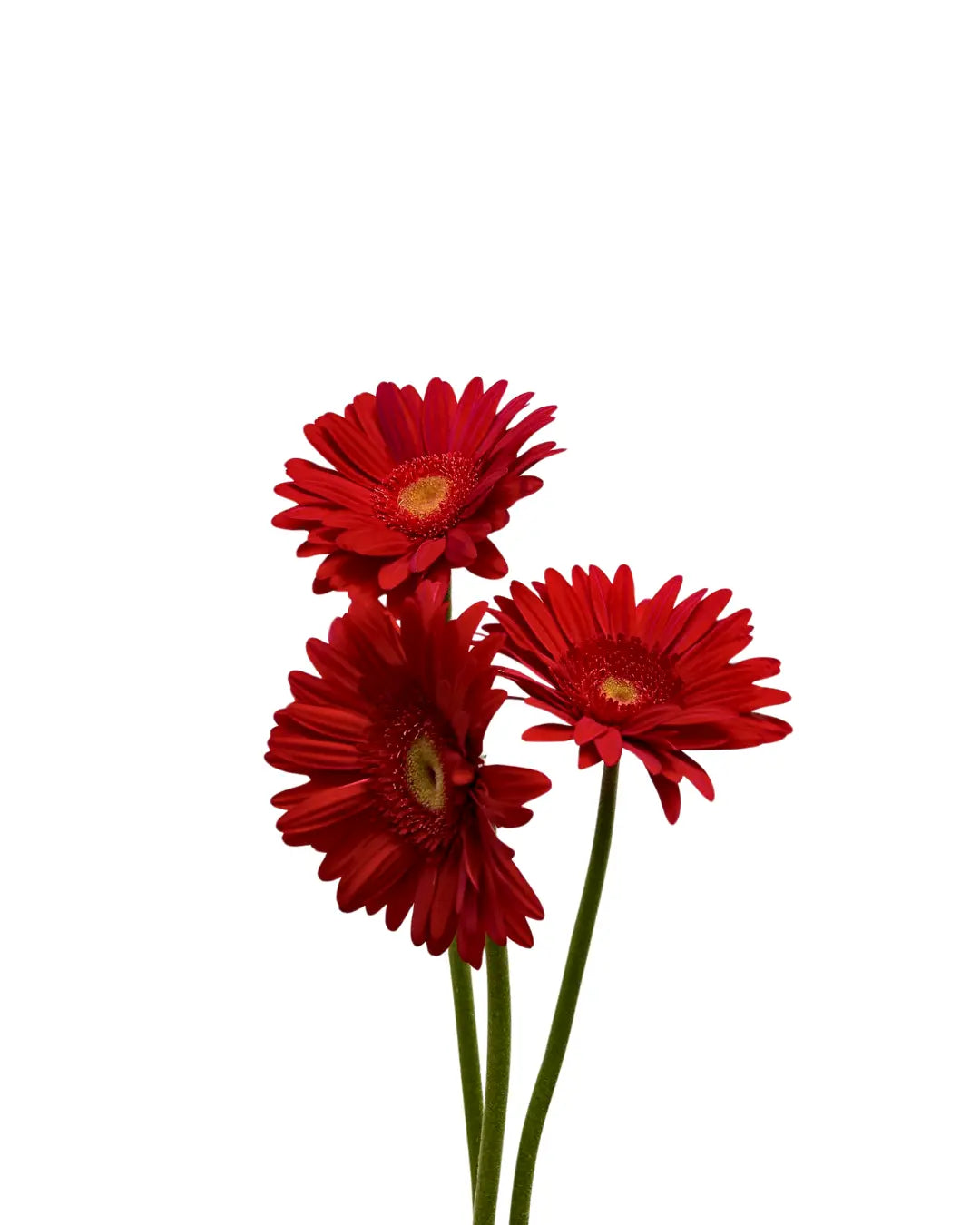 Gerbera Red Green Heart 10 stems