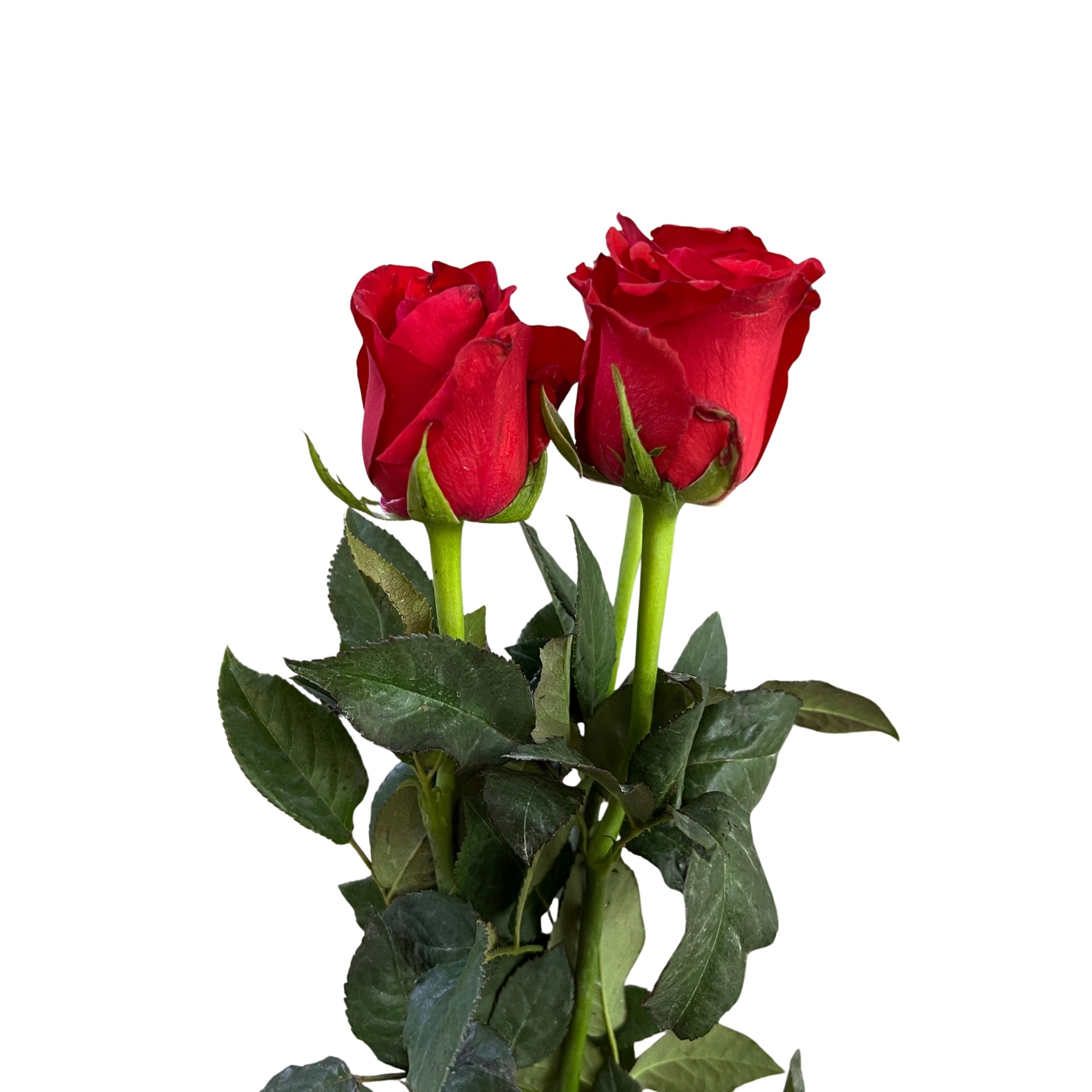 Super Rose Red - Century Flower