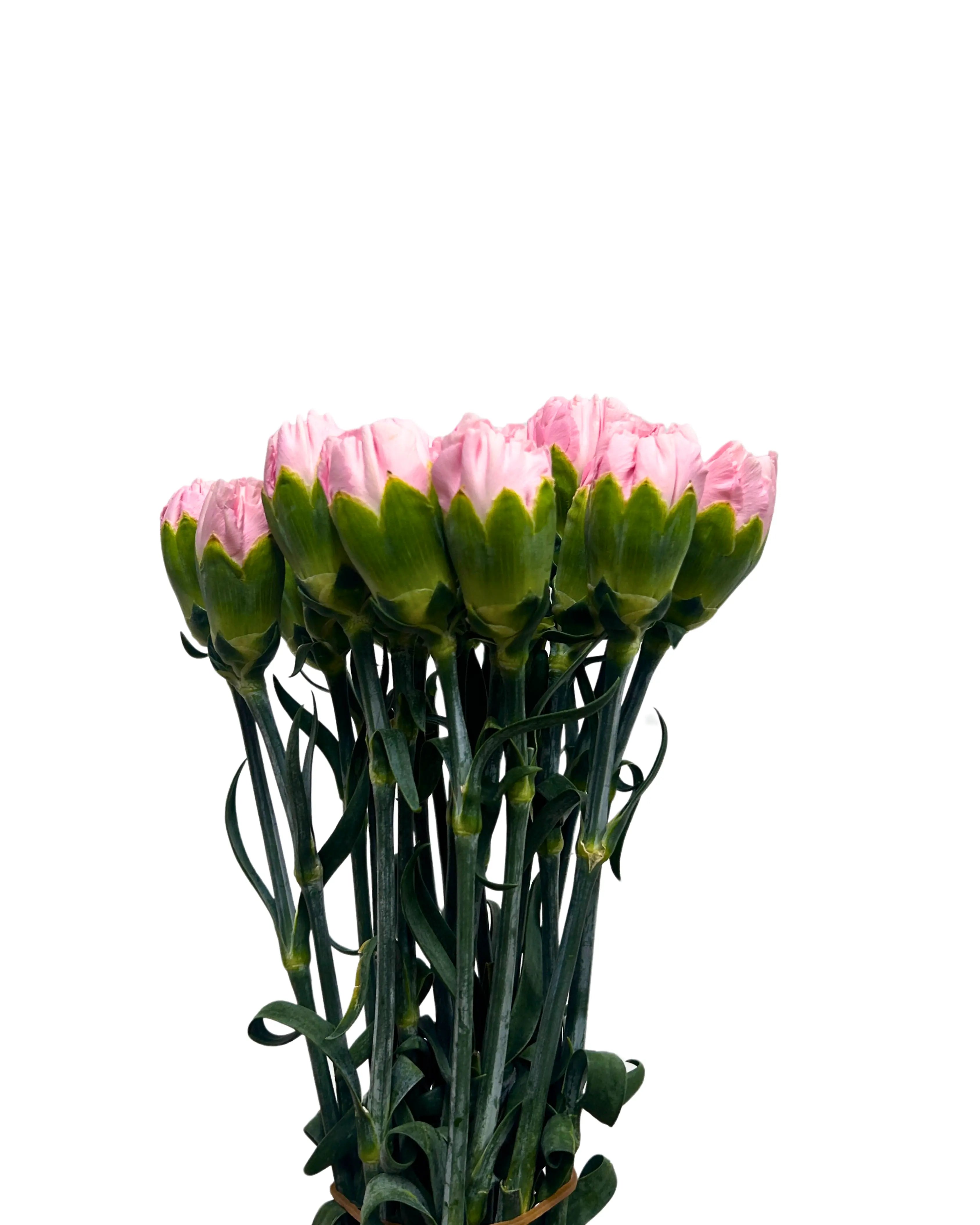 Carnation Soft Pink 10 Stems