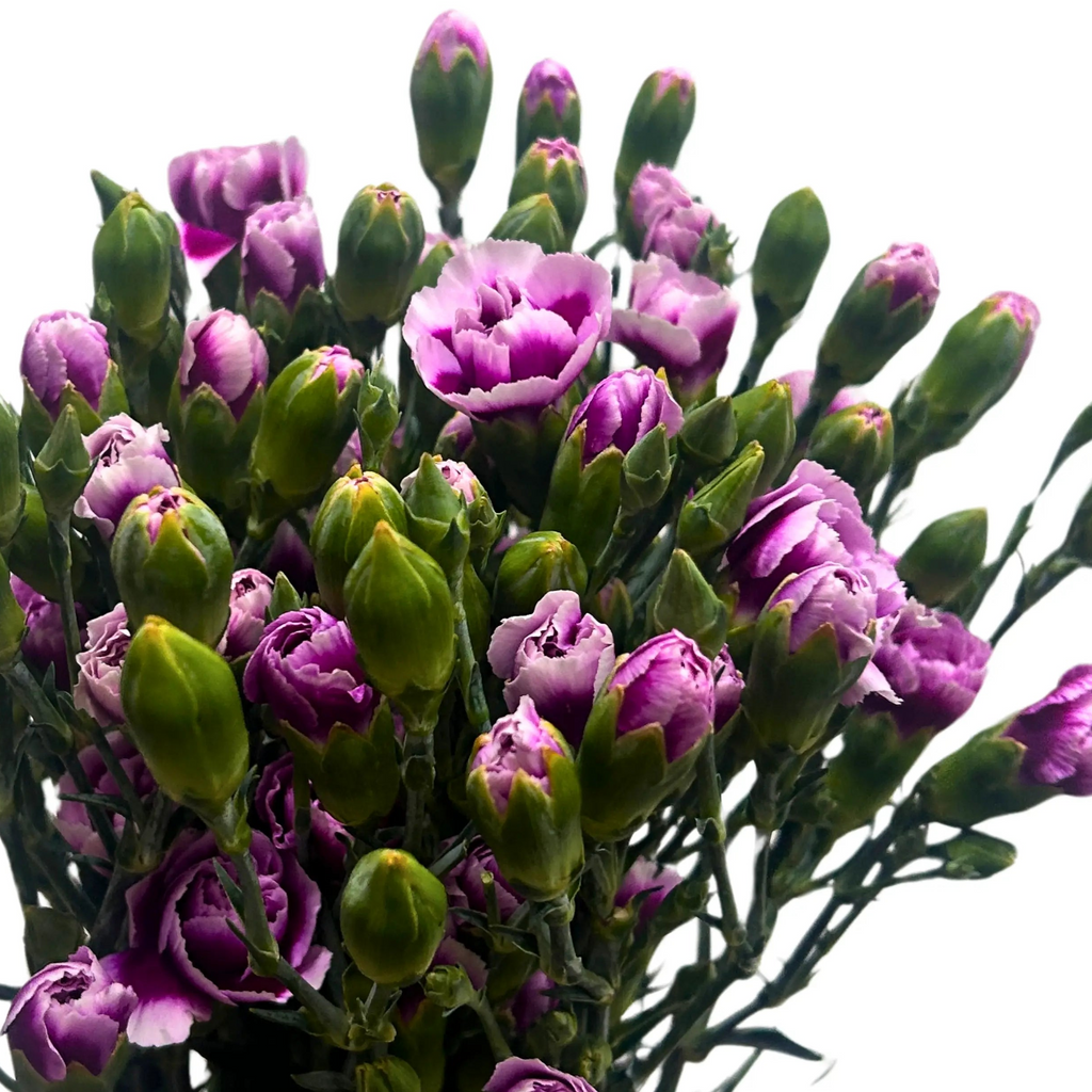Carnation Spray Purple White 20 Stems