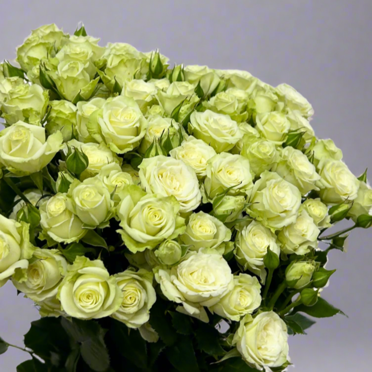 Fresh Rose Spray Cream Starry Malaysia – Wholesale & Delivery