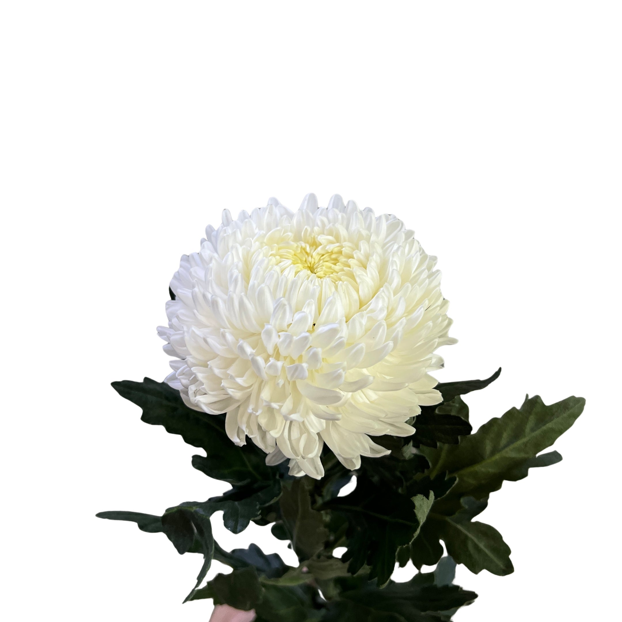 Incurve Taiwan Mum Paper Mum White - Century Flower