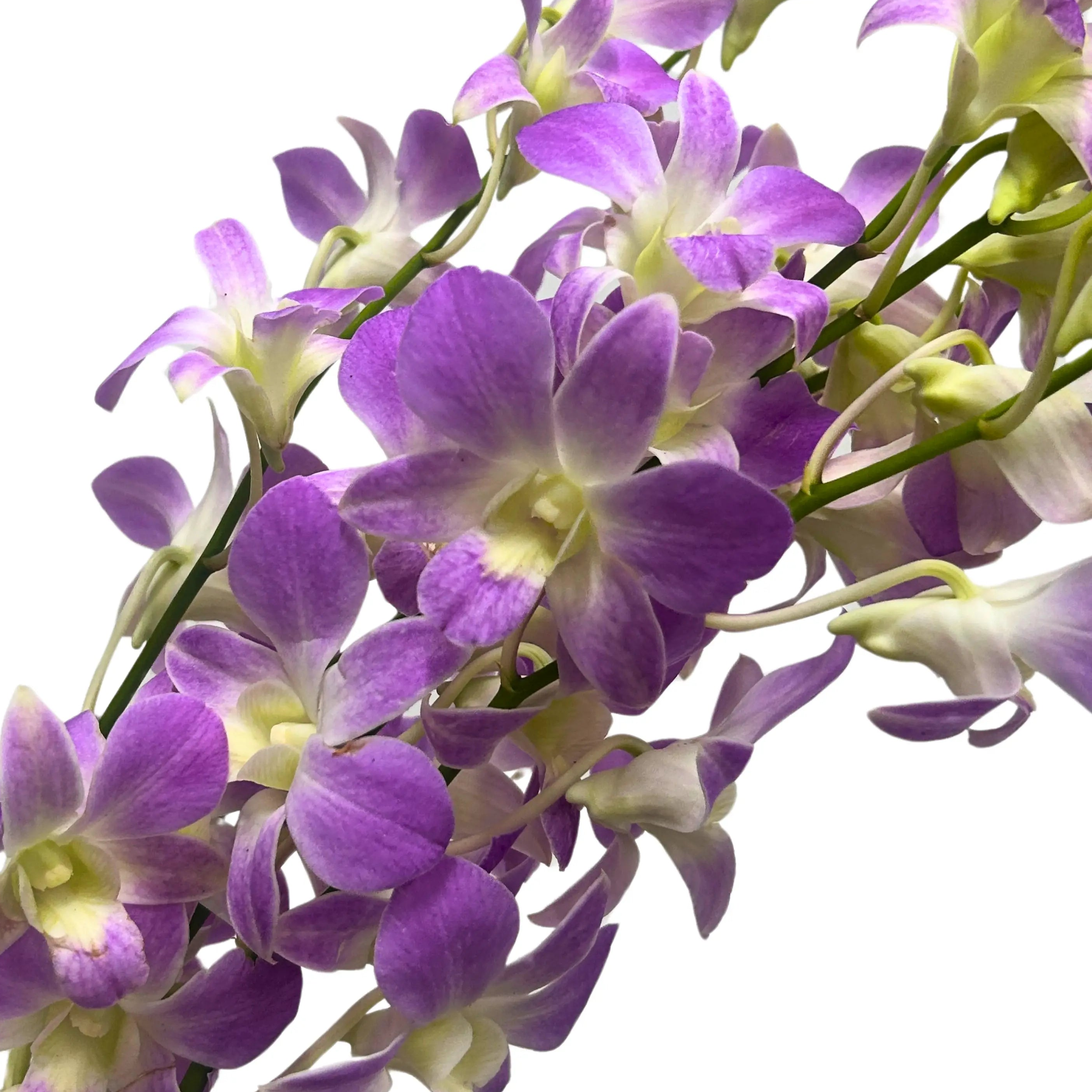 Dendrobium Orchid Lucy Pink 5 Stems