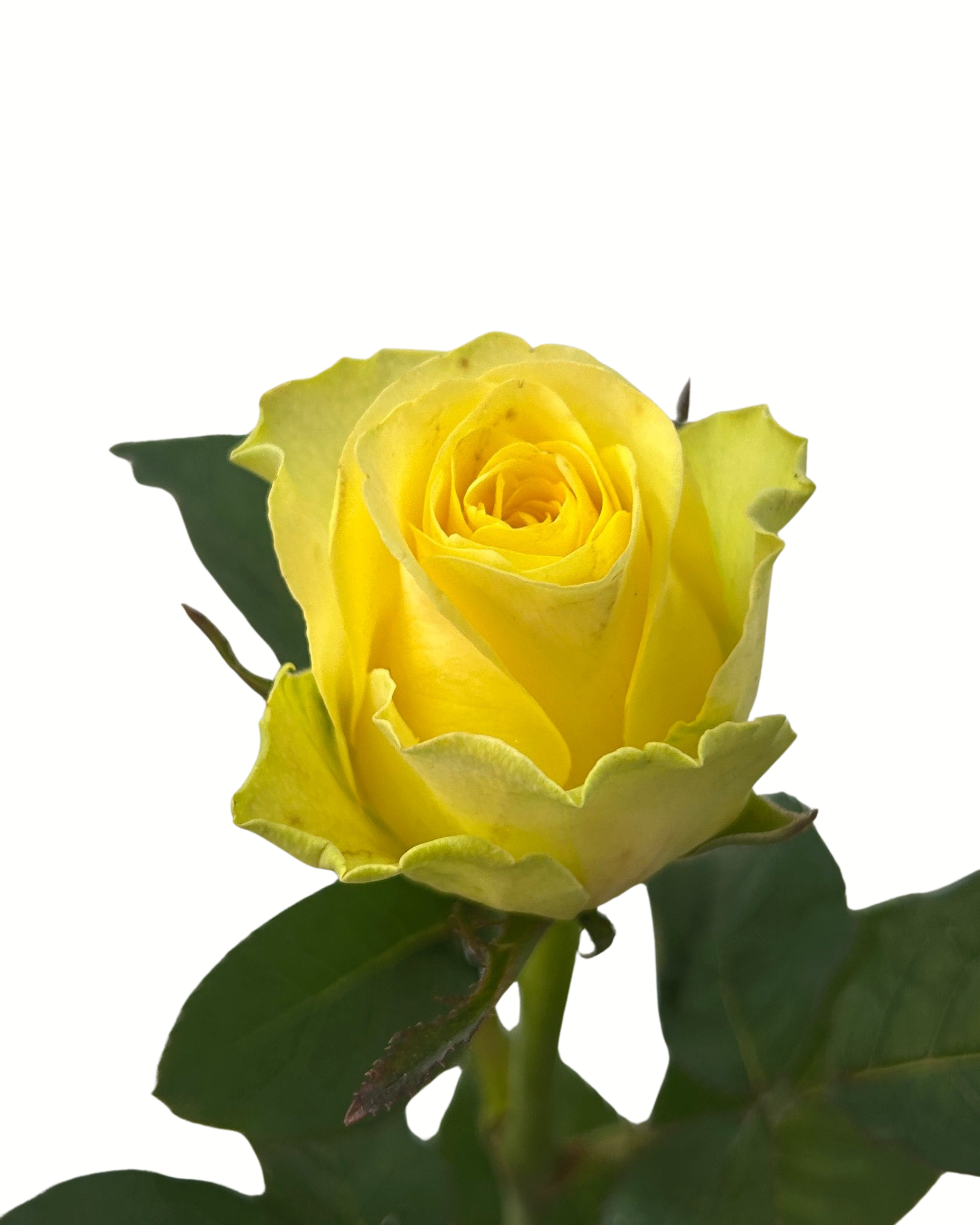 Rose Yellow - Century Flower