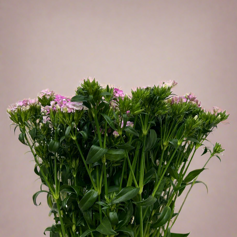 Buy Barbatus Pink Online Malaysia – Fresh Cut Flowers