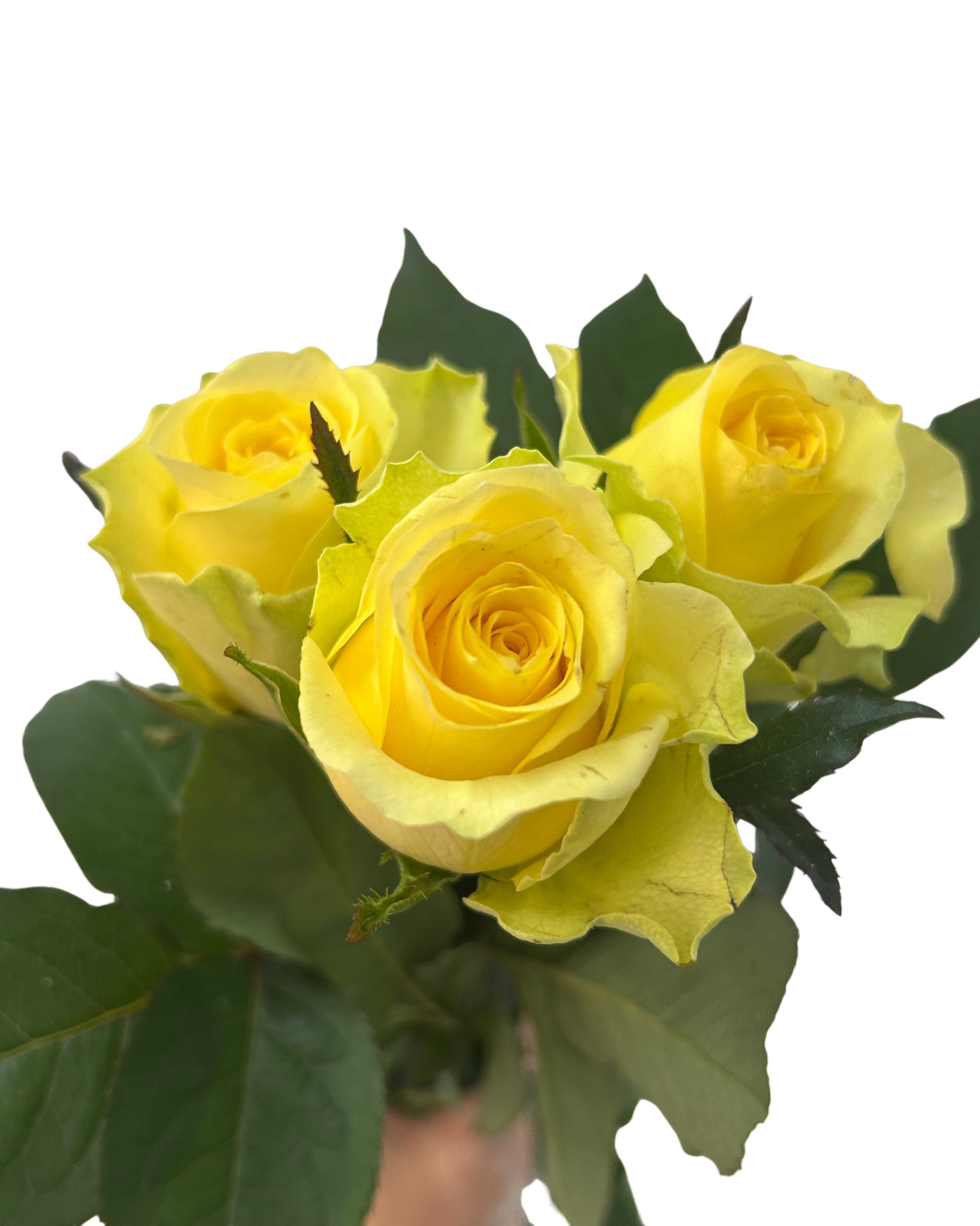 Rose Yellow - Century Flower