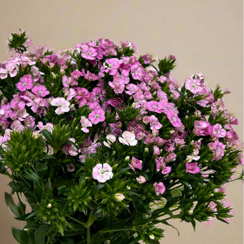 Fresh Barbatus Pink Malaysia – Wholesale & Delivery