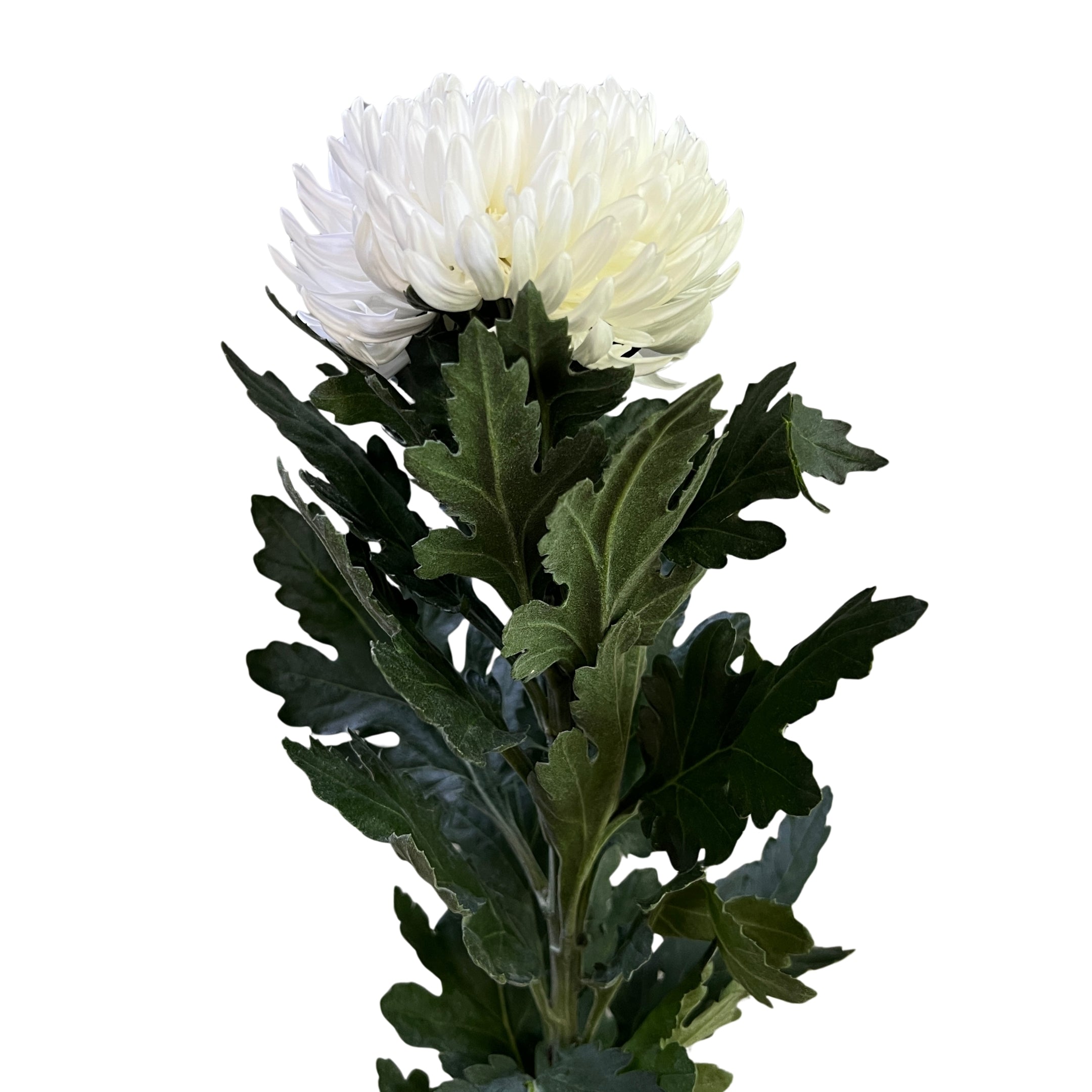 Incurve Taiwan Mum Paper Mum White - Century Flower